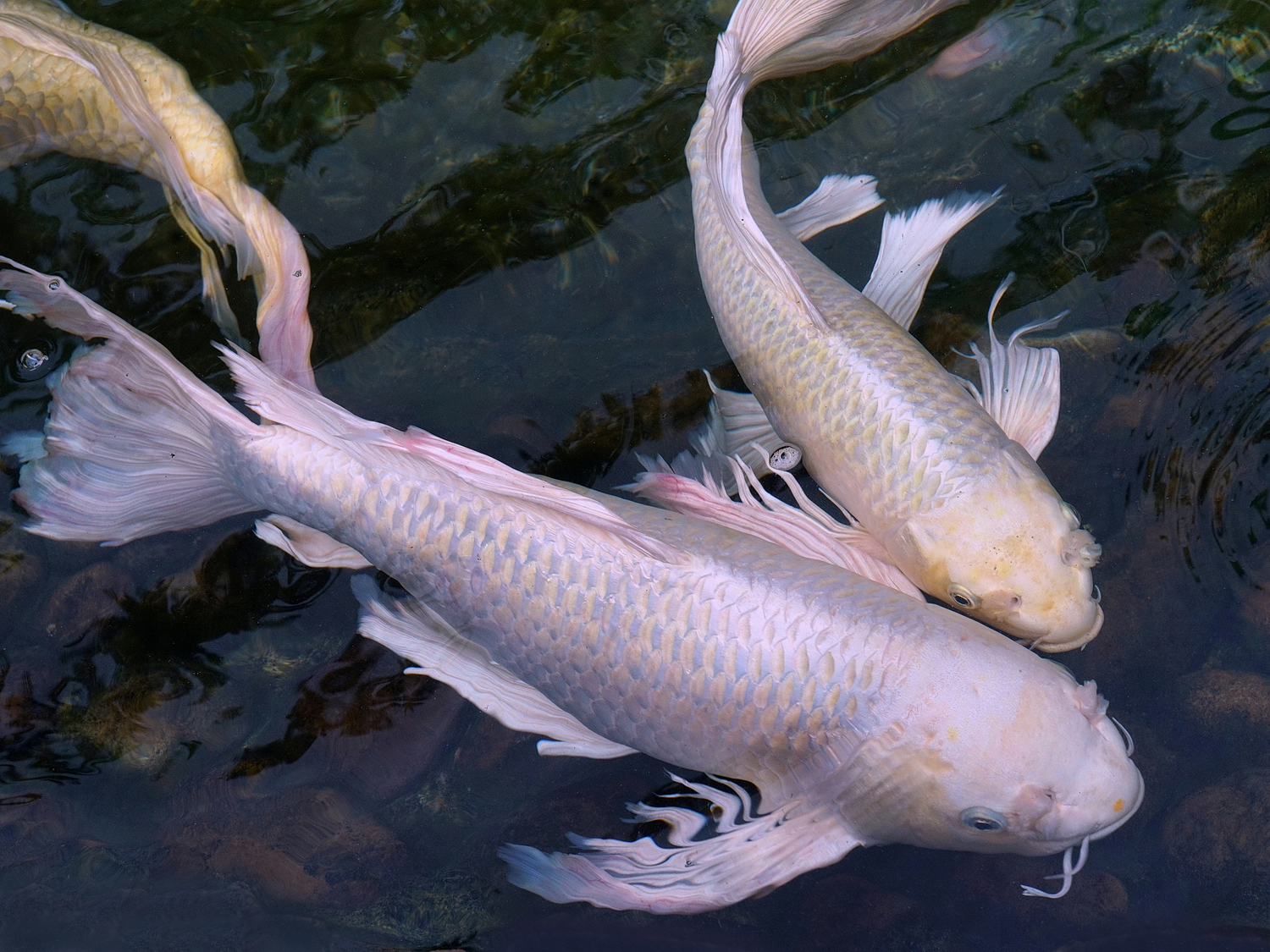 陳永鑑_錦鯉遊緃_20200924e.jpg
