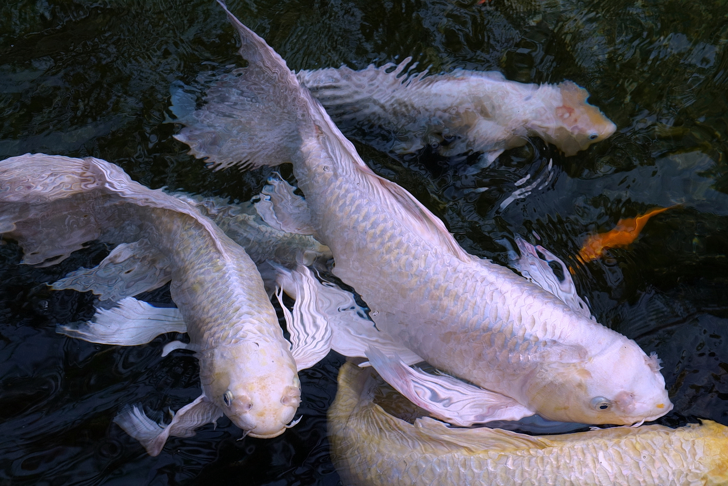 陳永鑑_錦鯉遊緃_20200924d.jpg