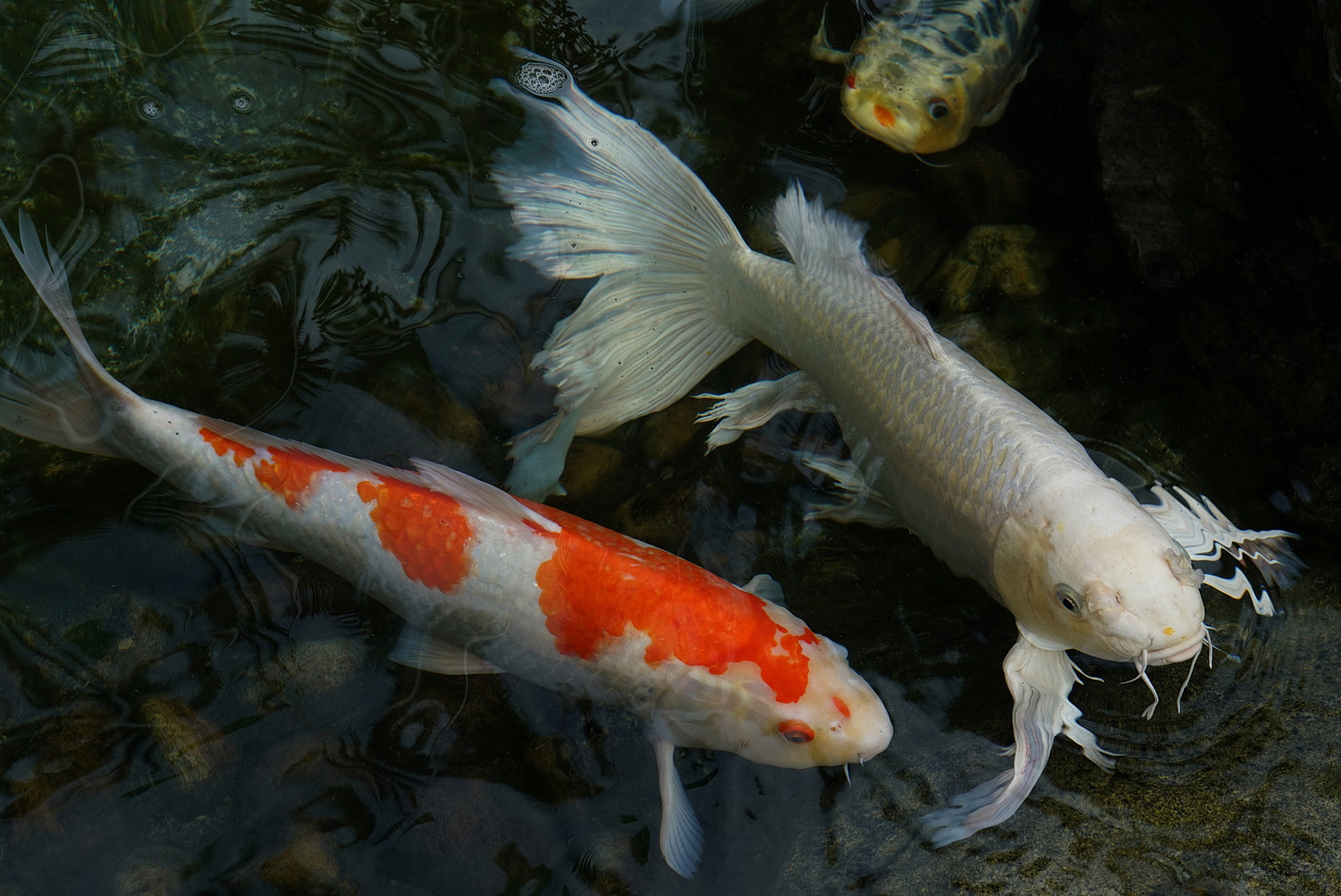 陳永鑑_錦鯉遊緃_20200924c.jpg