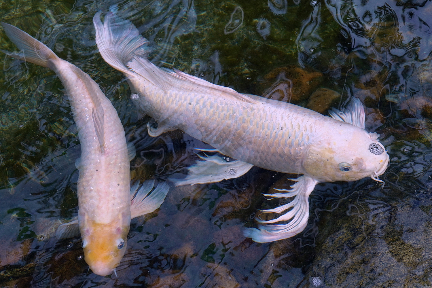 陳永鑑_錦鯉遊緃_20200924b.jpg