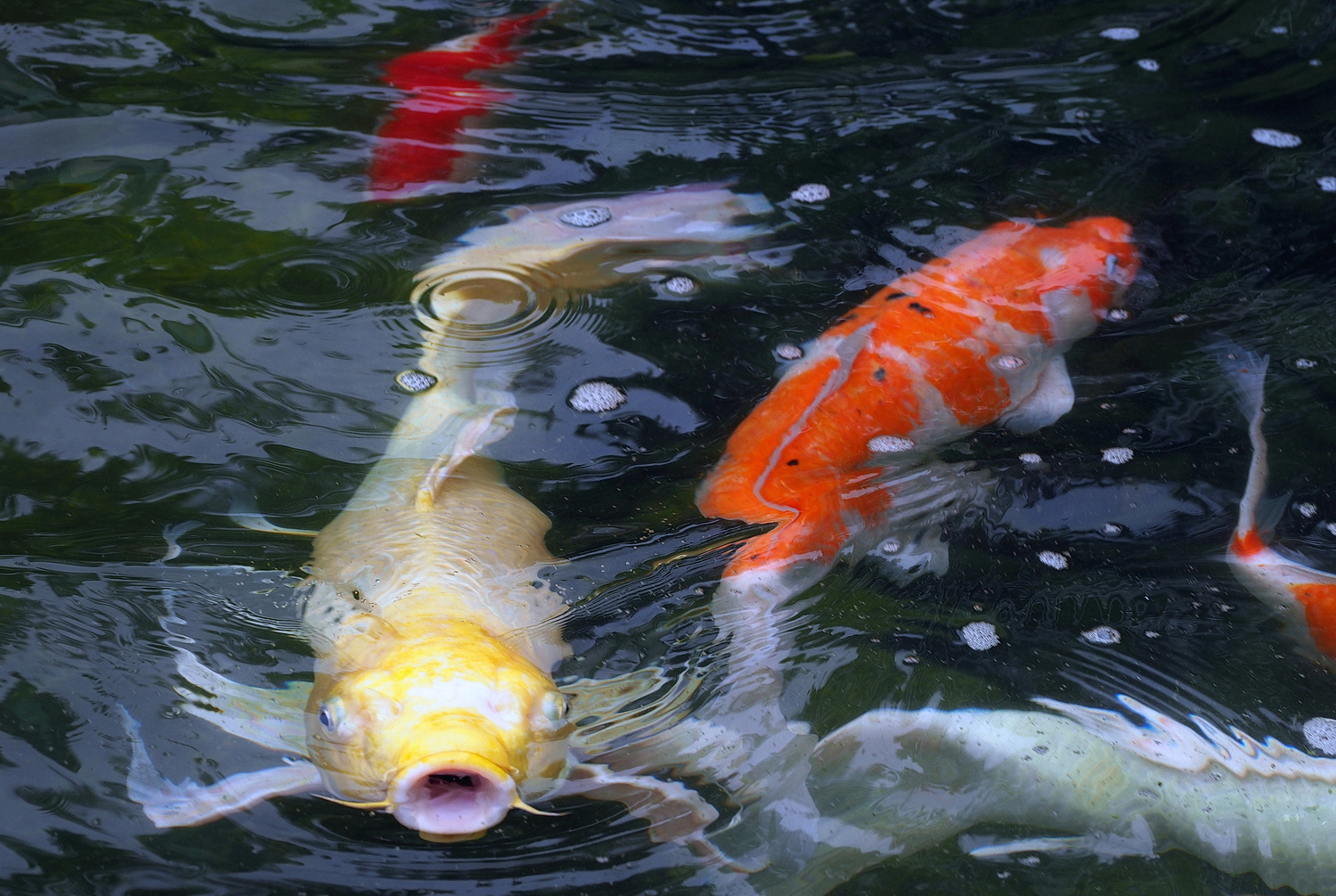 陳永鑑_錦鯉遊緃_20200925b.jpg