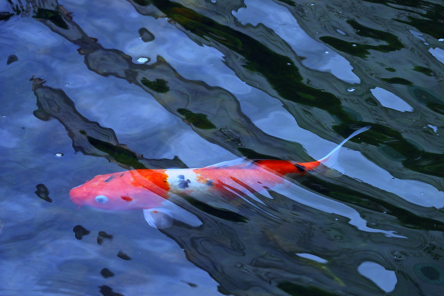 陳永鑑_錦鯉遊緃_20200925a.jpg