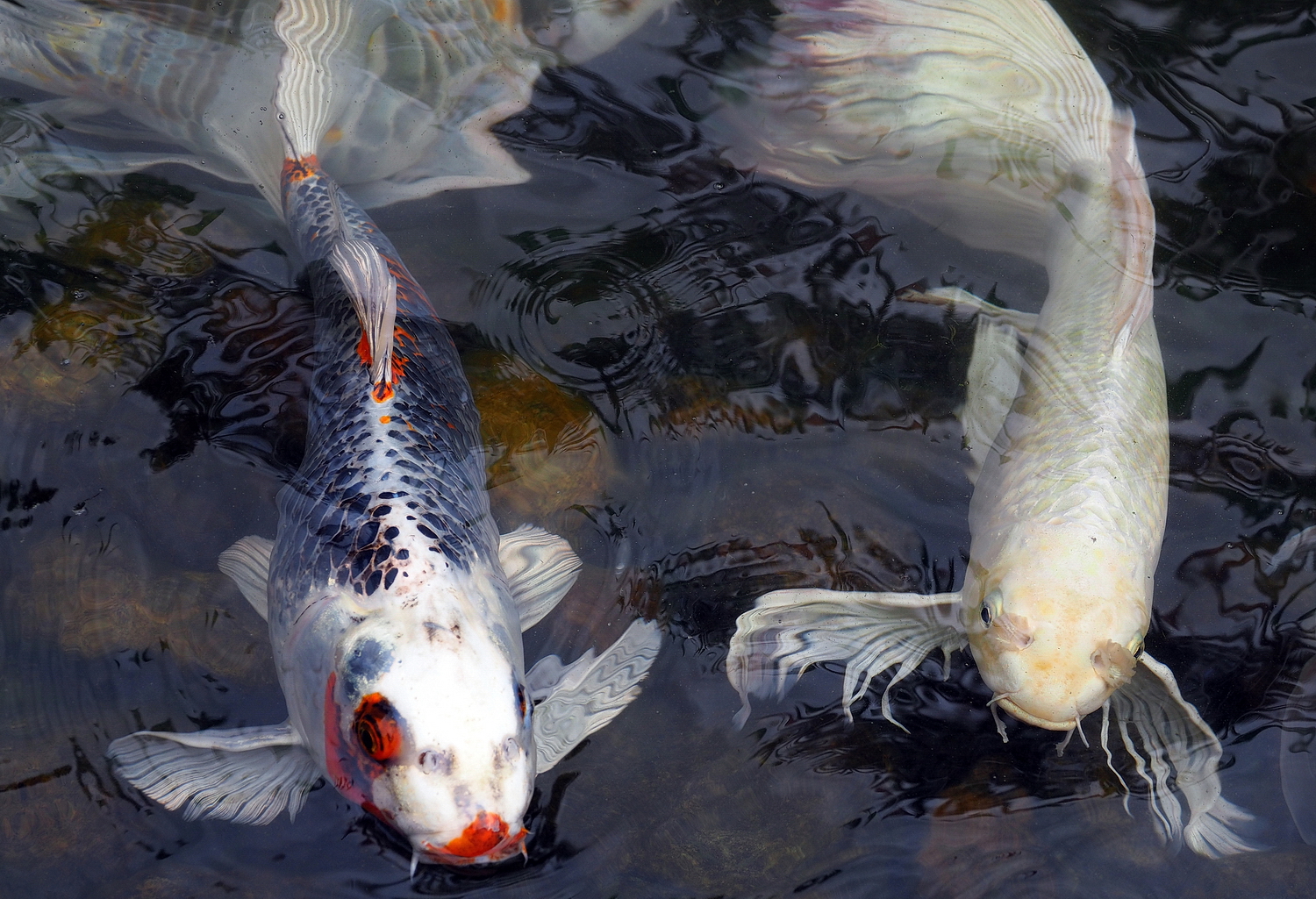 陳永鑑_錦鯉遊緃_20200925e.jpg