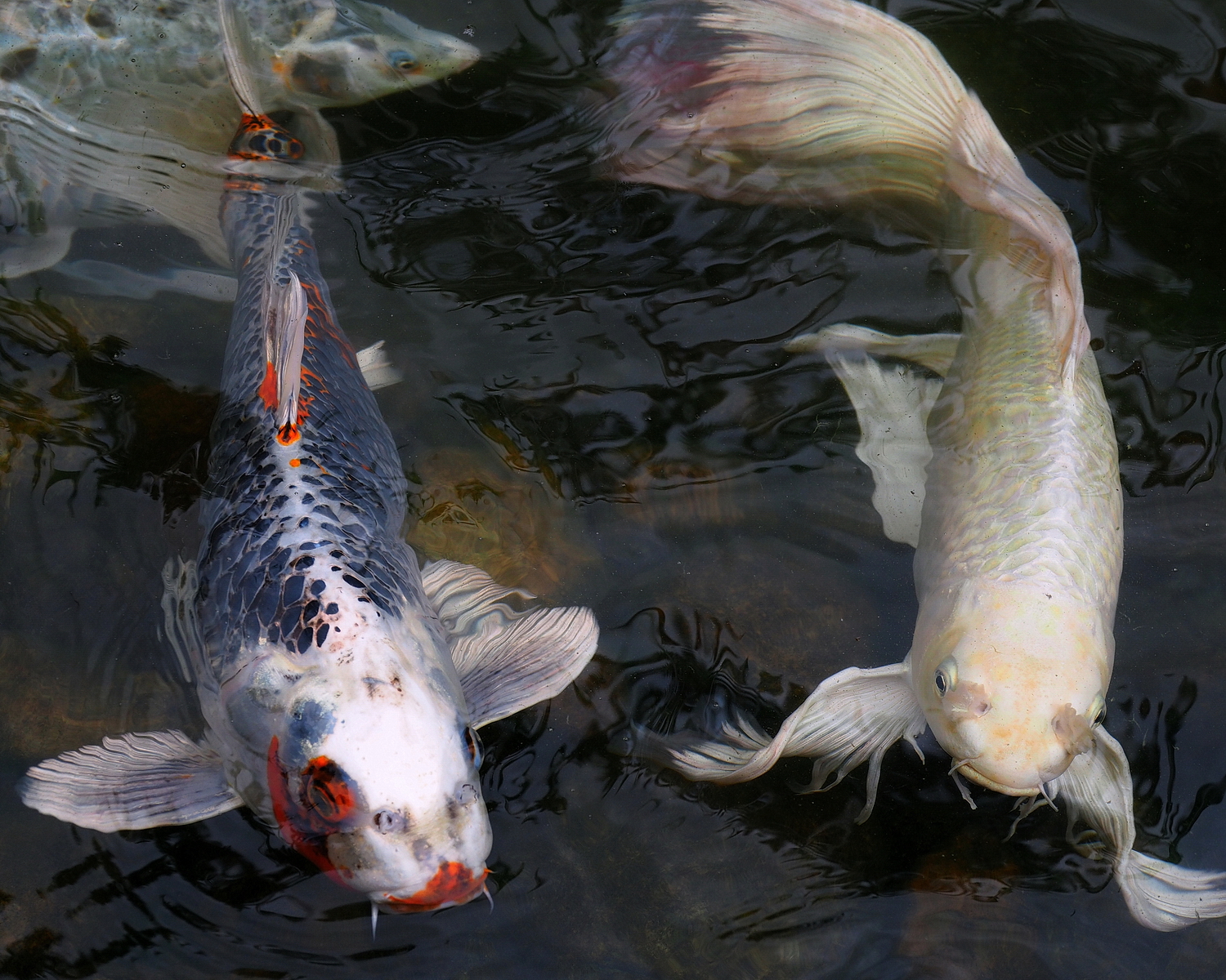 陳永鑑_錦鯉遊緃_20200925d.jpg