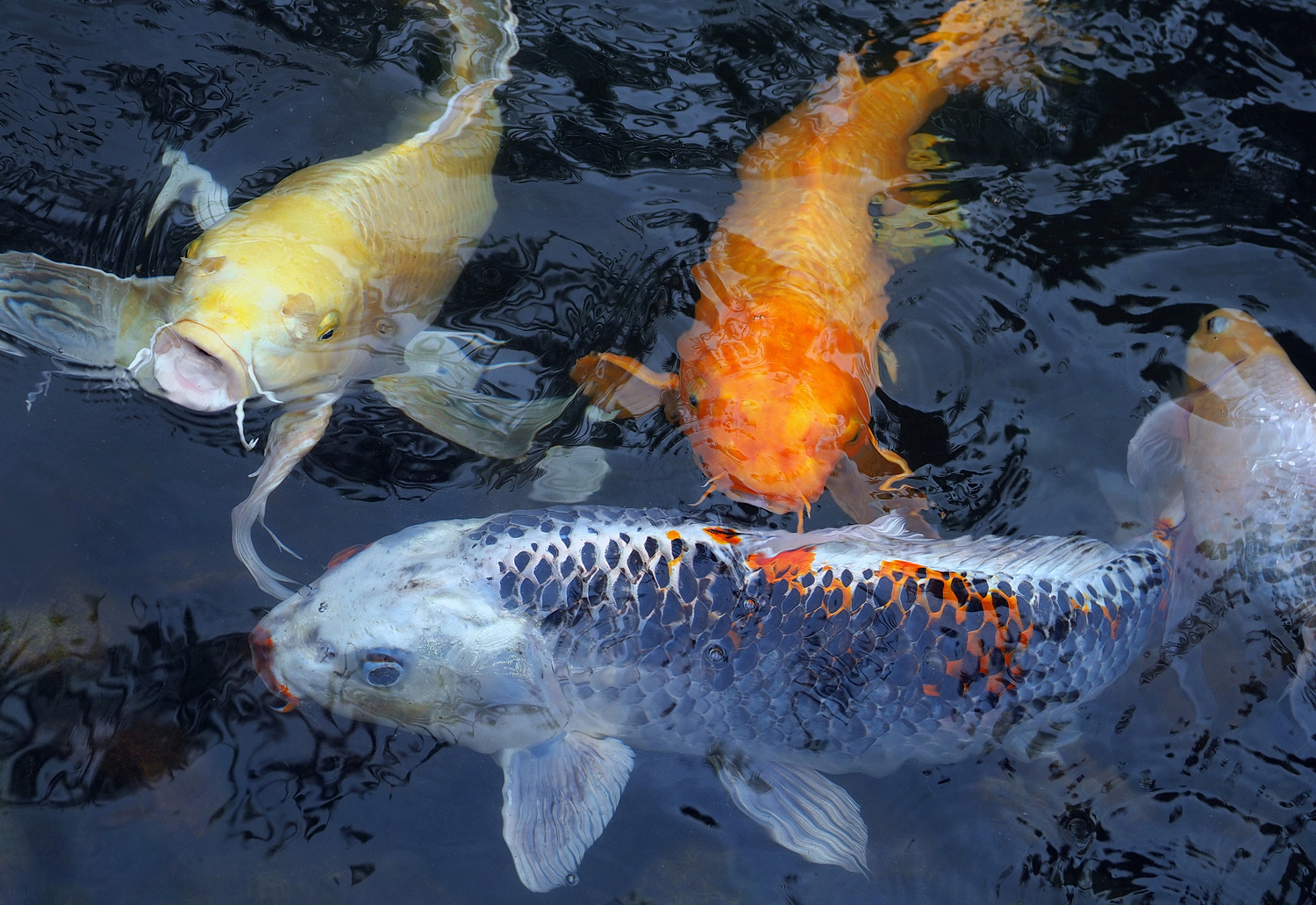 陳永鑑_錦鯉遊緃_20200925c.jpg