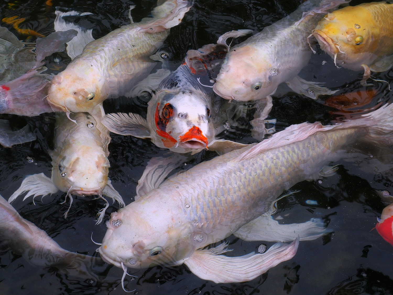 陳永鑑_錦鯉遊緃_20200926i.jpg