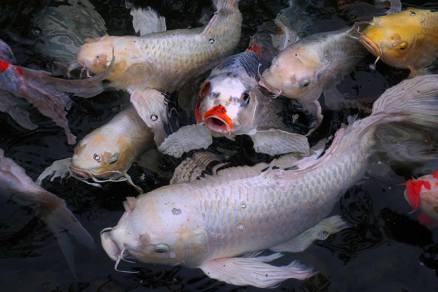 陳永鑑_錦鯉遊緃_20200926h.jpg