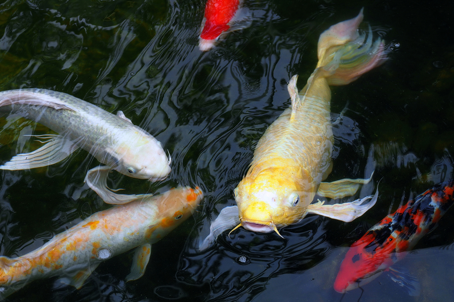 陳永鑑_錦鯉遊緃_20200926e.jpg