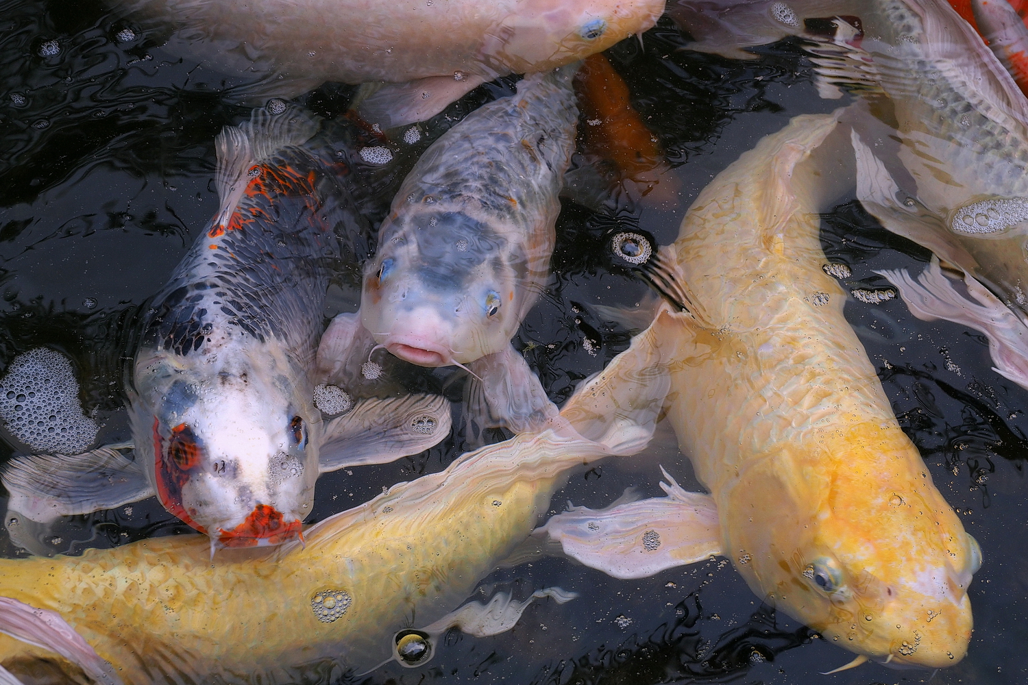 陳永鑑_錦鯉遊緃_20200926d.jpg