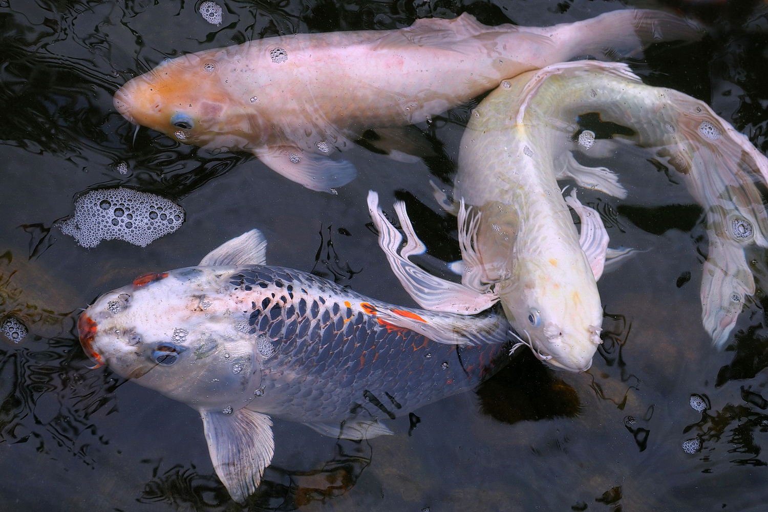 陳永鑑_錦鯉遊緃_20200926c.jpg