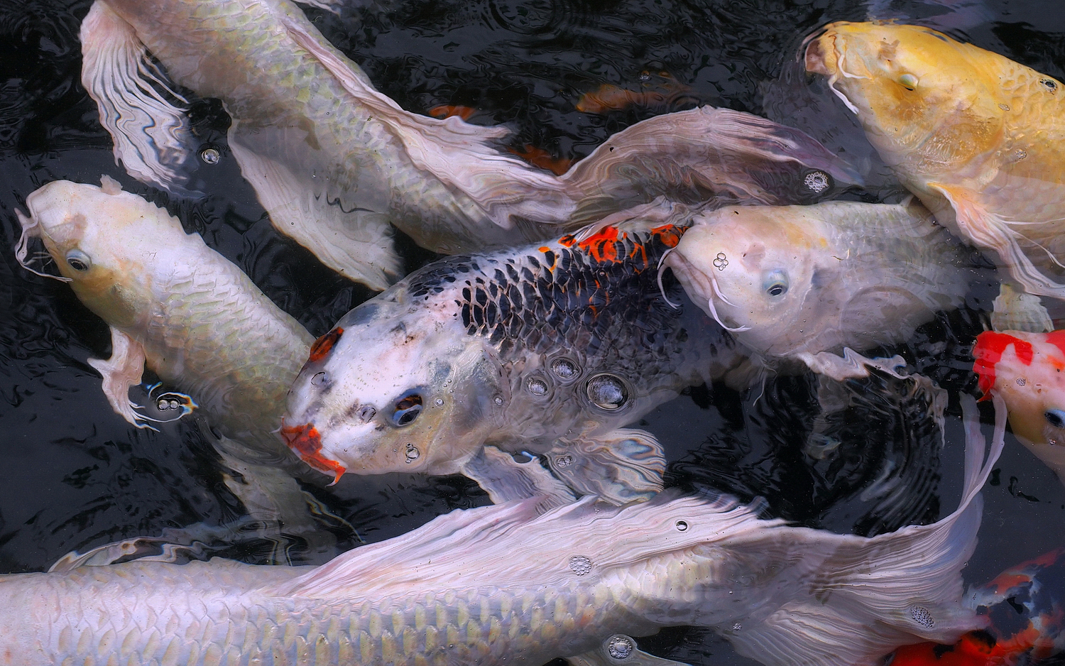 陳永鑑_錦鯉遊緃_20200928d.jpg