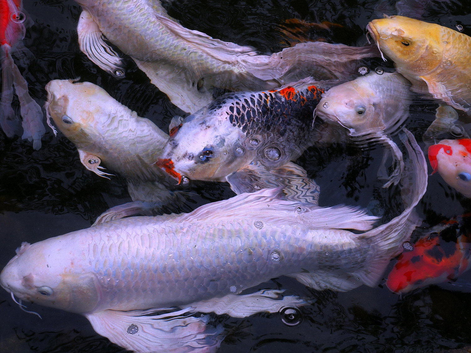 陳永鑑_錦鯉遊緃_20200928c.jpg
