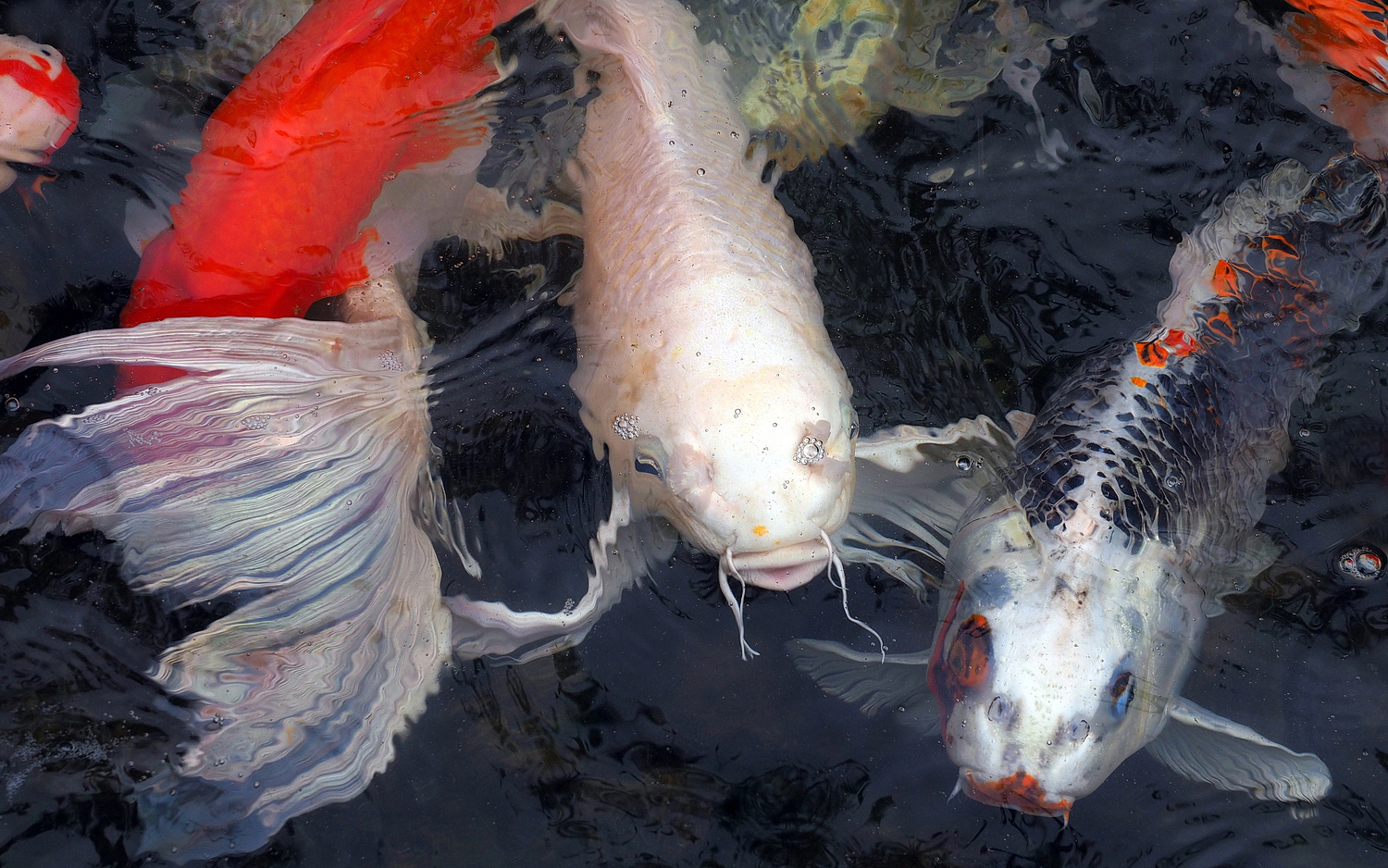 陳永鑑_錦鯉遊緃_20200928b.jpg