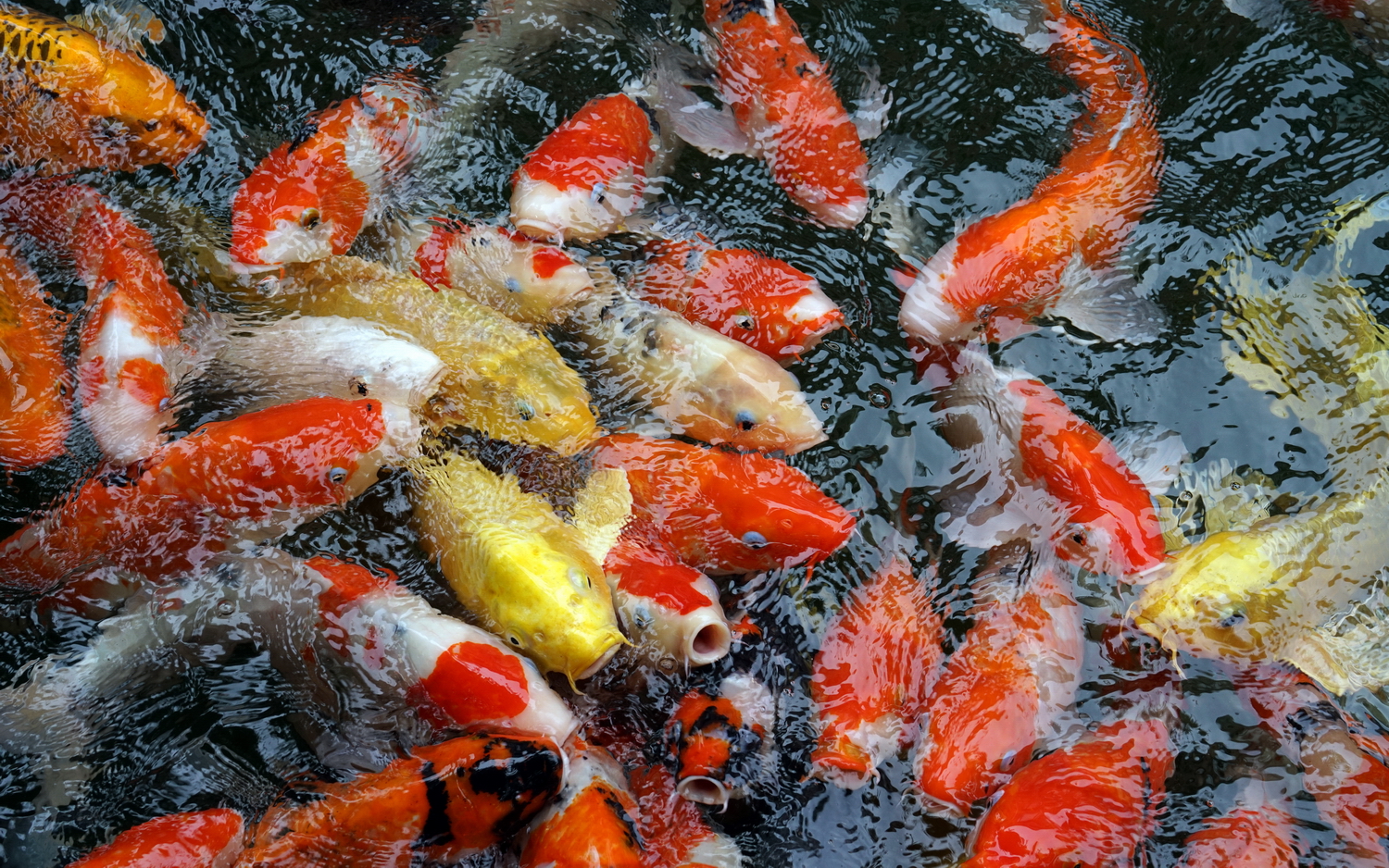 陳永鑑_錦鯉遊緃_20200929d.jpg