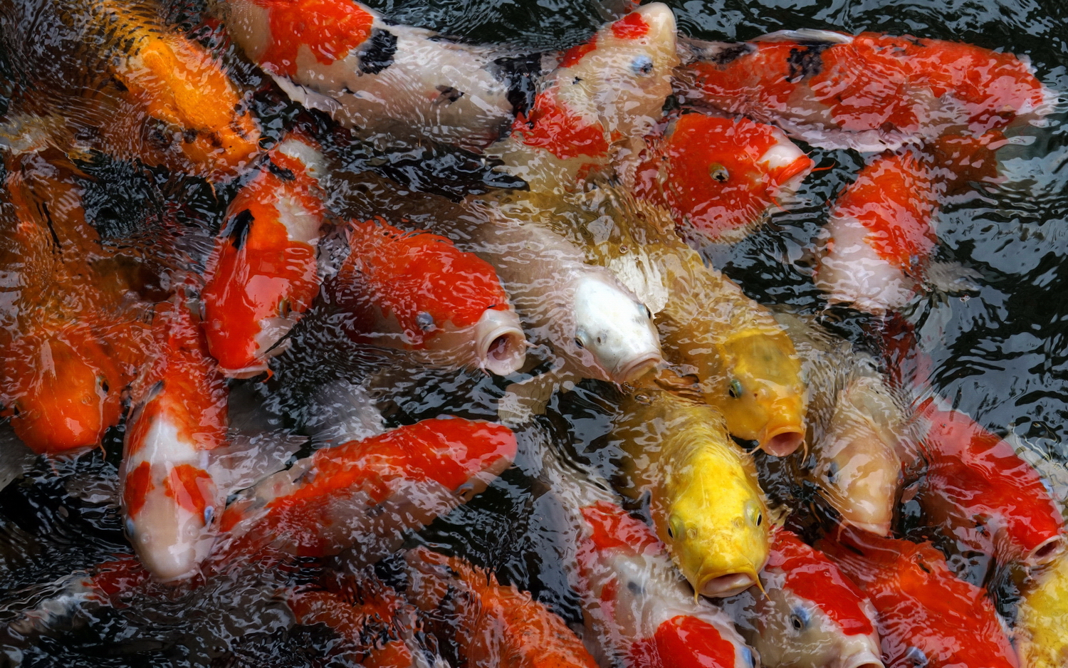 陳永鑑_錦鯉遊緃_20200929e.jpg