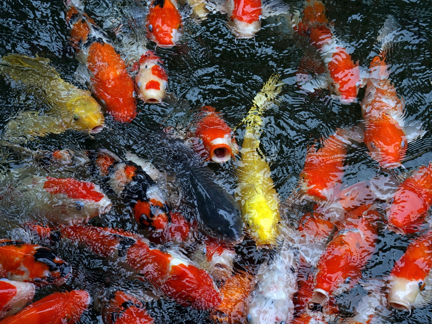 陳永鑑_錦鯉遊緃_20200929c.jpg