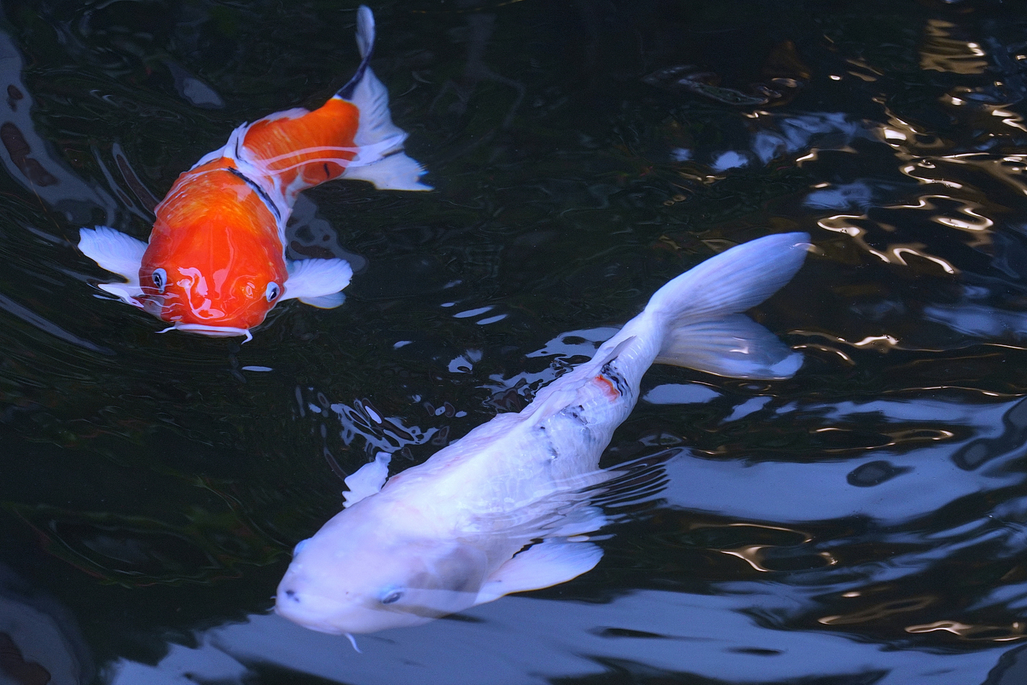 陳永鑑_錦鯉遊緃_20200929l.jpg