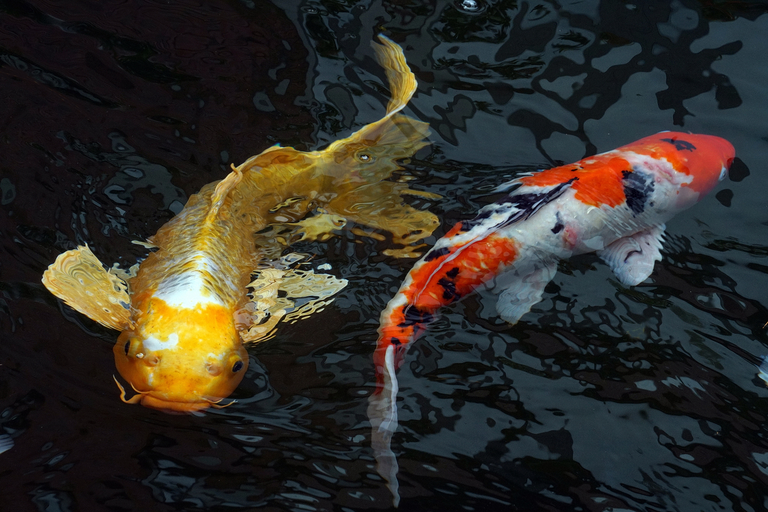 陳永鑑_錦鯉遊緃_20200929h.jpg