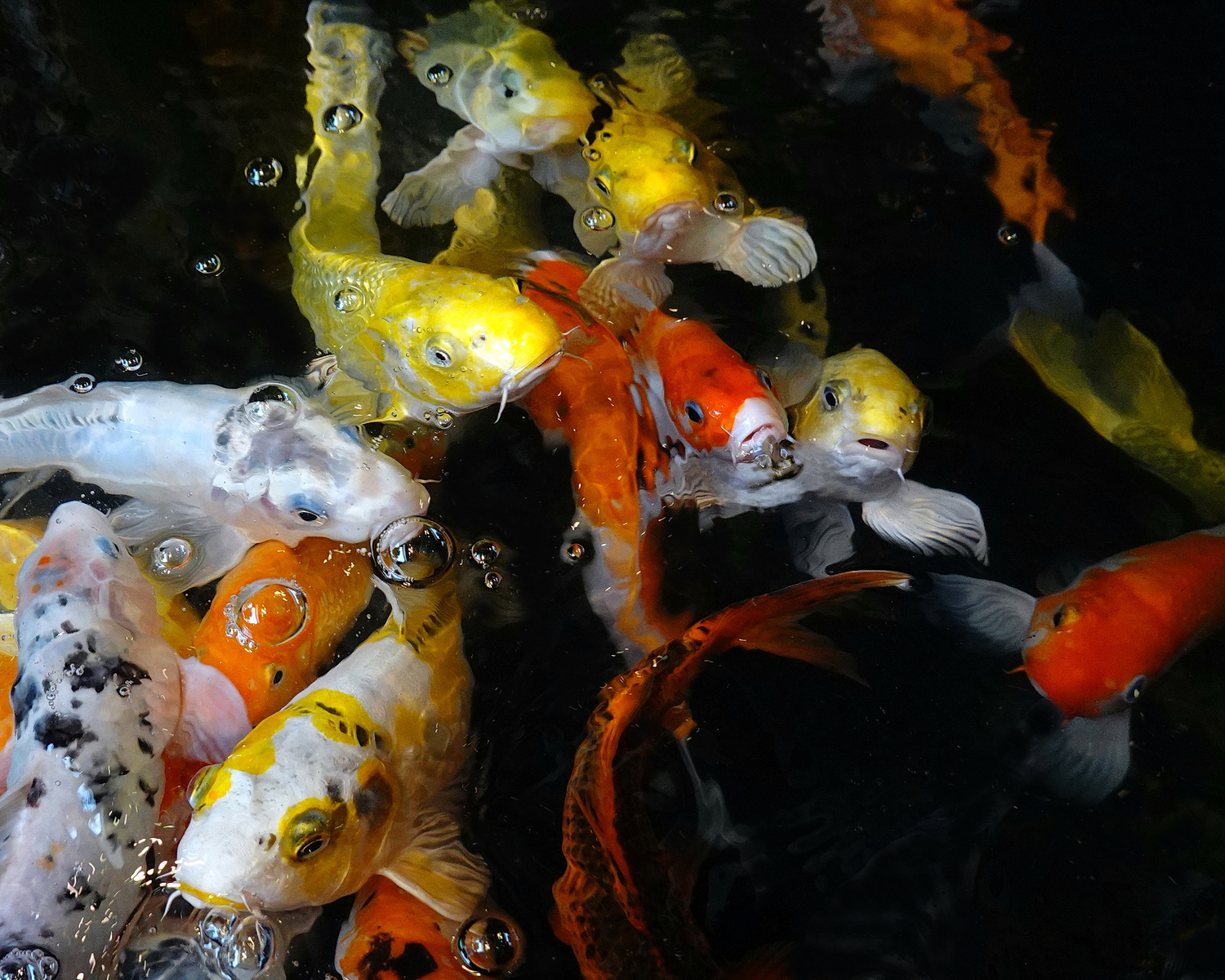 陳永鑑_錦鯉遊緃_20201005a.jpg
