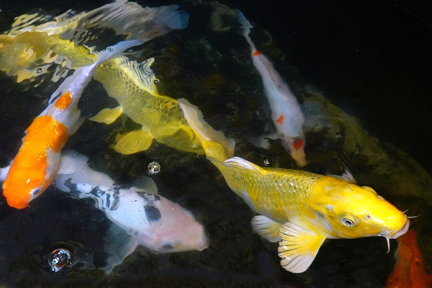 陳永鑑_錦鯉遊緃_20201004c.jpg