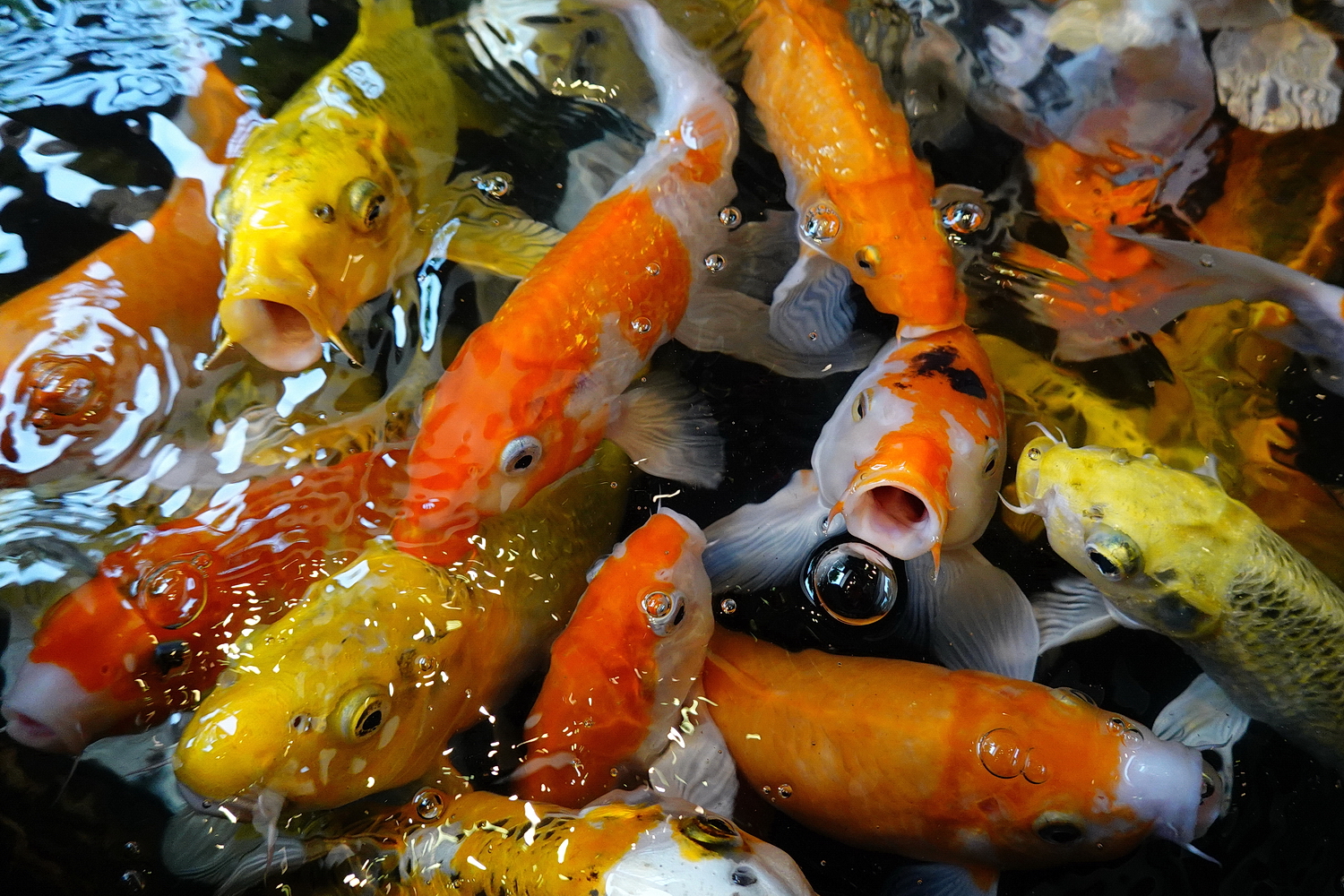 陳永鑑_錦鯉遊緃_20201005j.jpg
