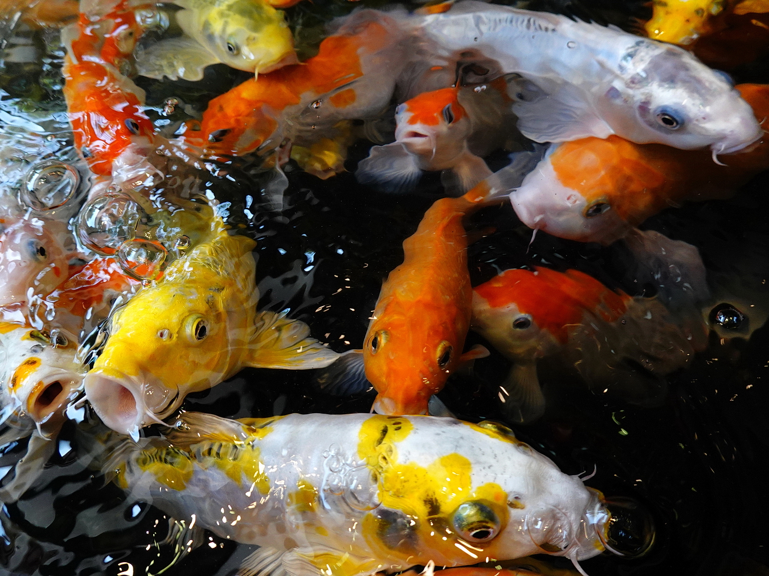 陳永鑑_錦鯉遊緃_20201005h.jpg