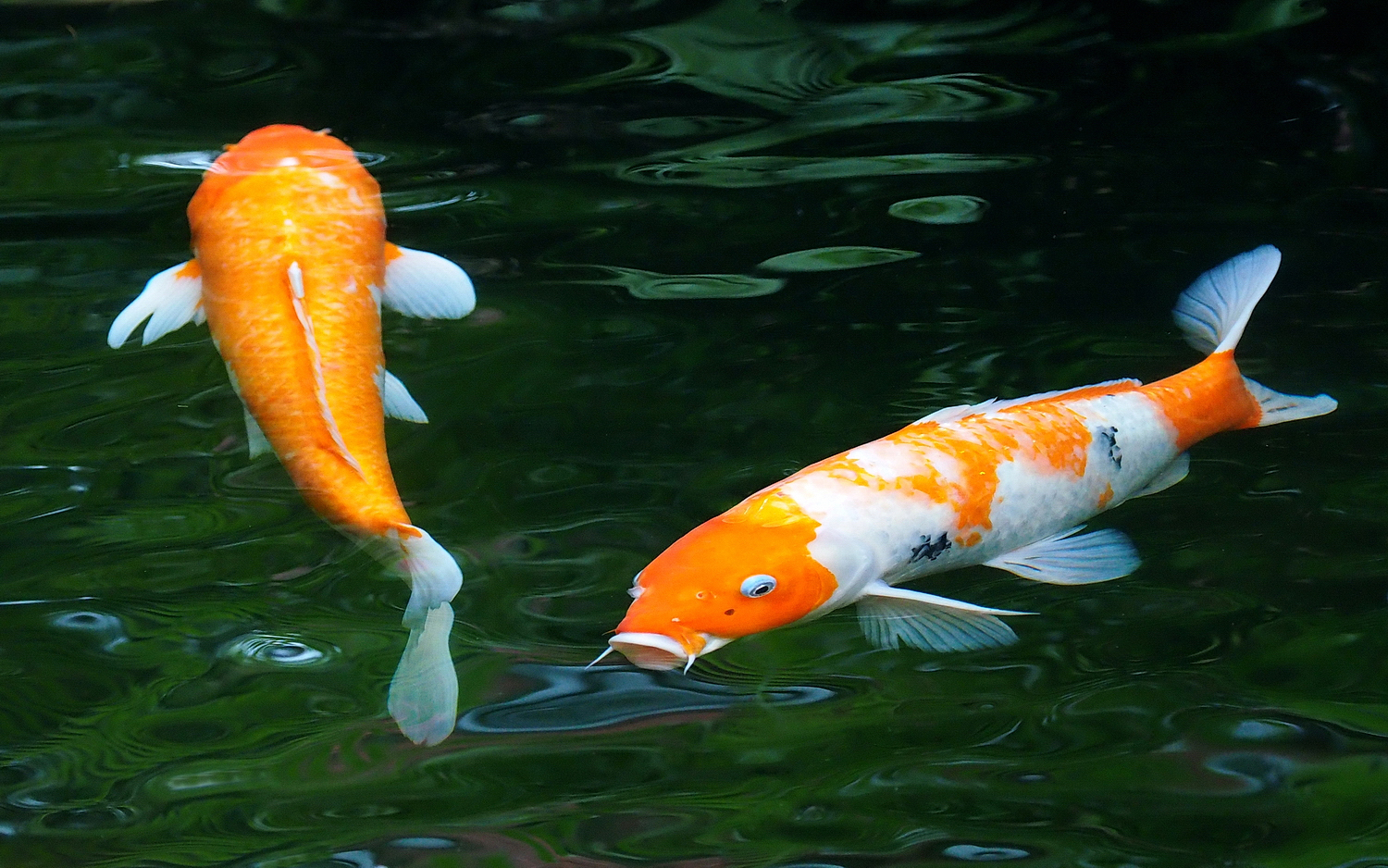 陳永鑑_錦鯉遊緃_20201006c.jpg