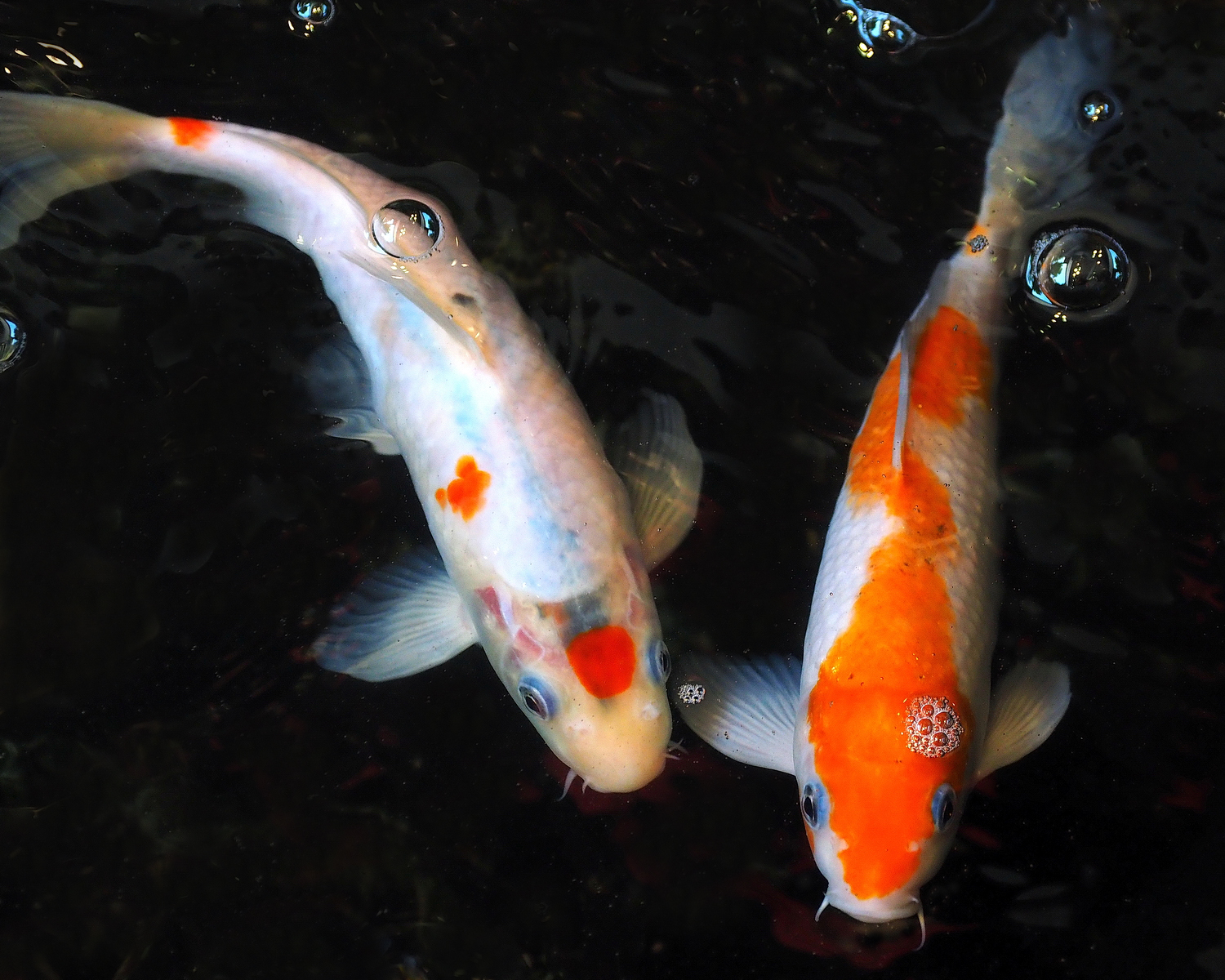 陳永鑑_錦鯉遊緃_20201006a.jpg