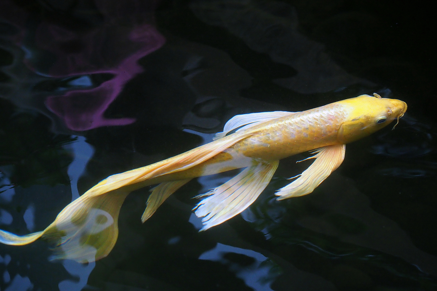 陳永鑑_錦鯉遊緃_20201006n.jpg