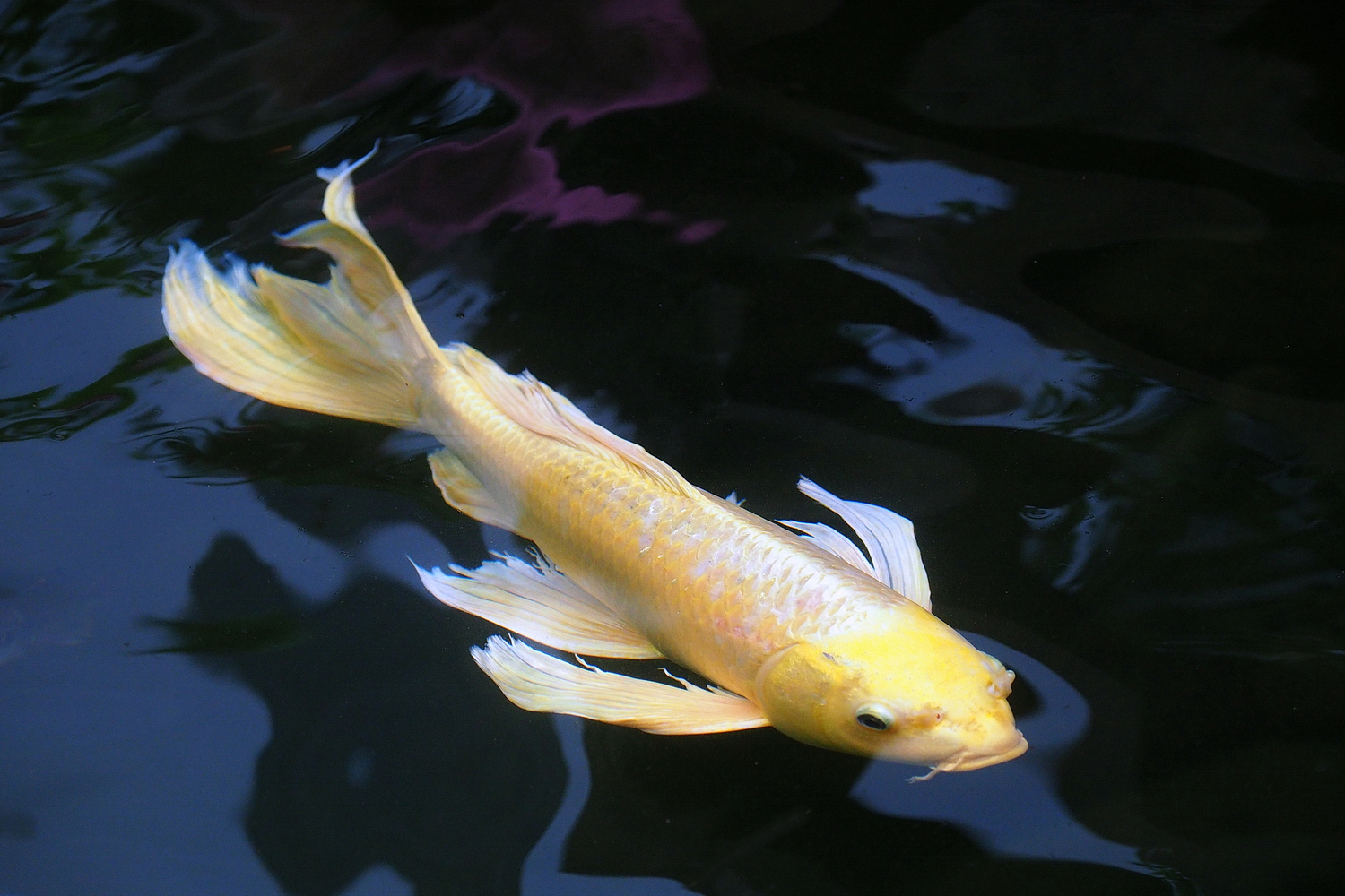 陳永鑑_錦鯉遊緃_20201006o.jpg