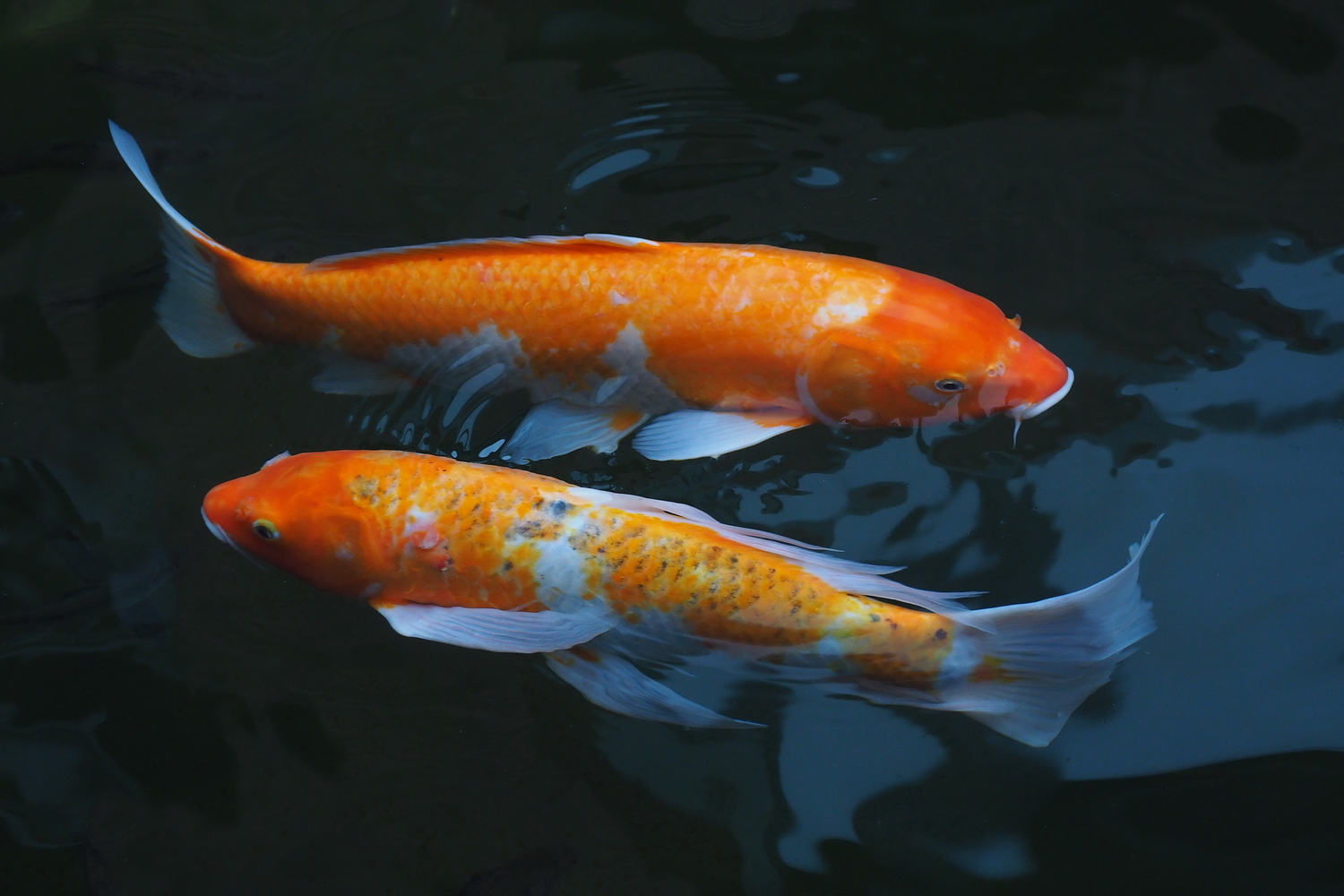 陳永鑑_錦鯉遊緃_20201006r9.jpg