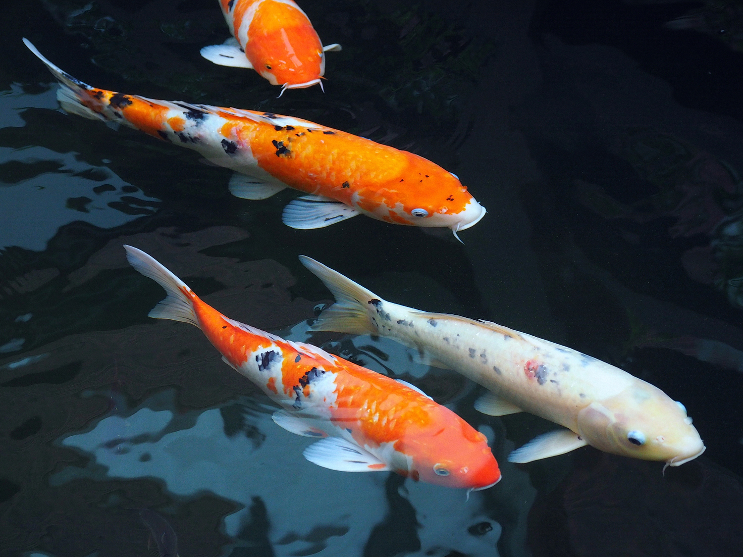 陳永鑑_錦鯉遊緃_20201006r7.jpg