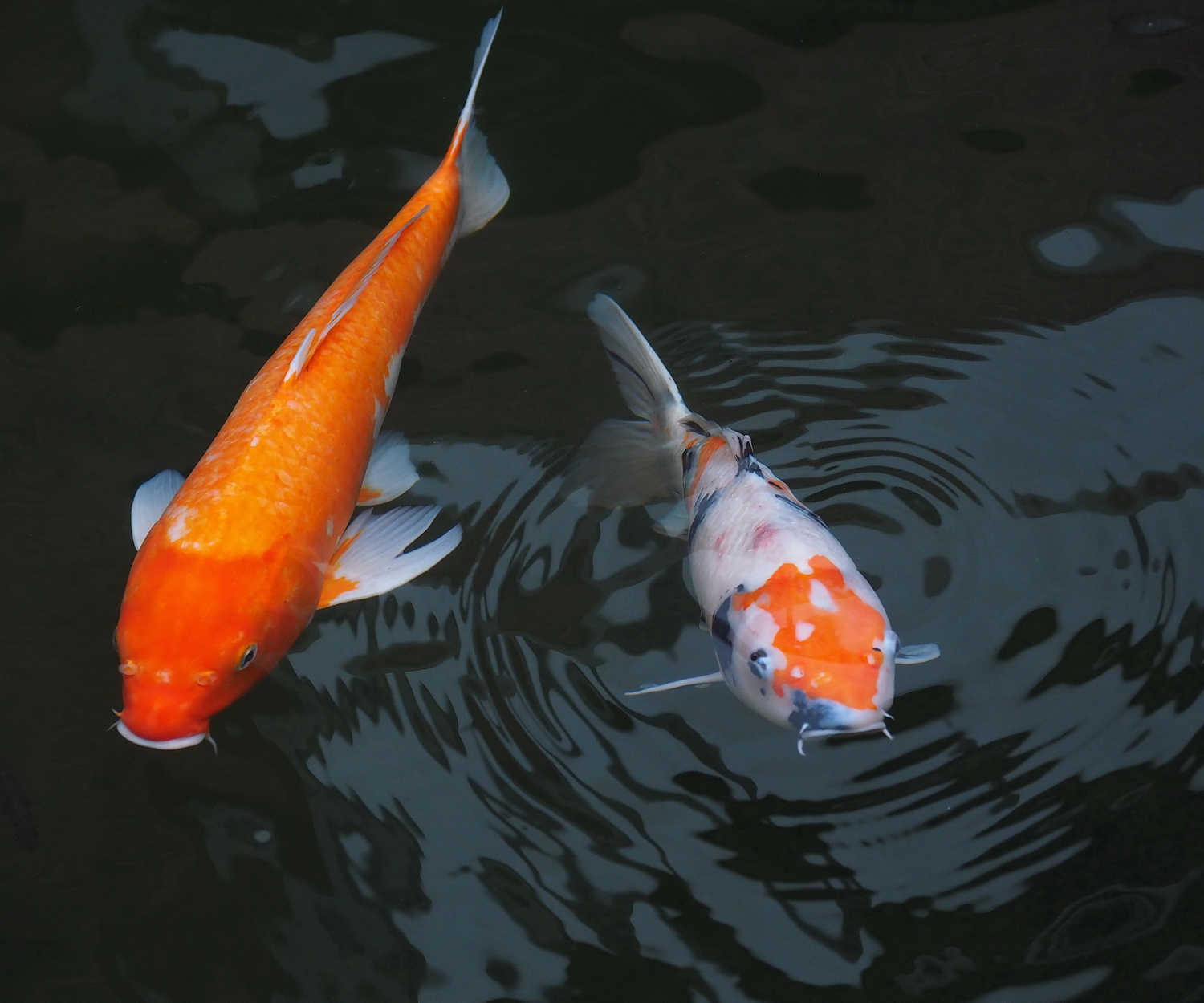 陳永鑑_錦鯉遊緃_20201006r5.jpg