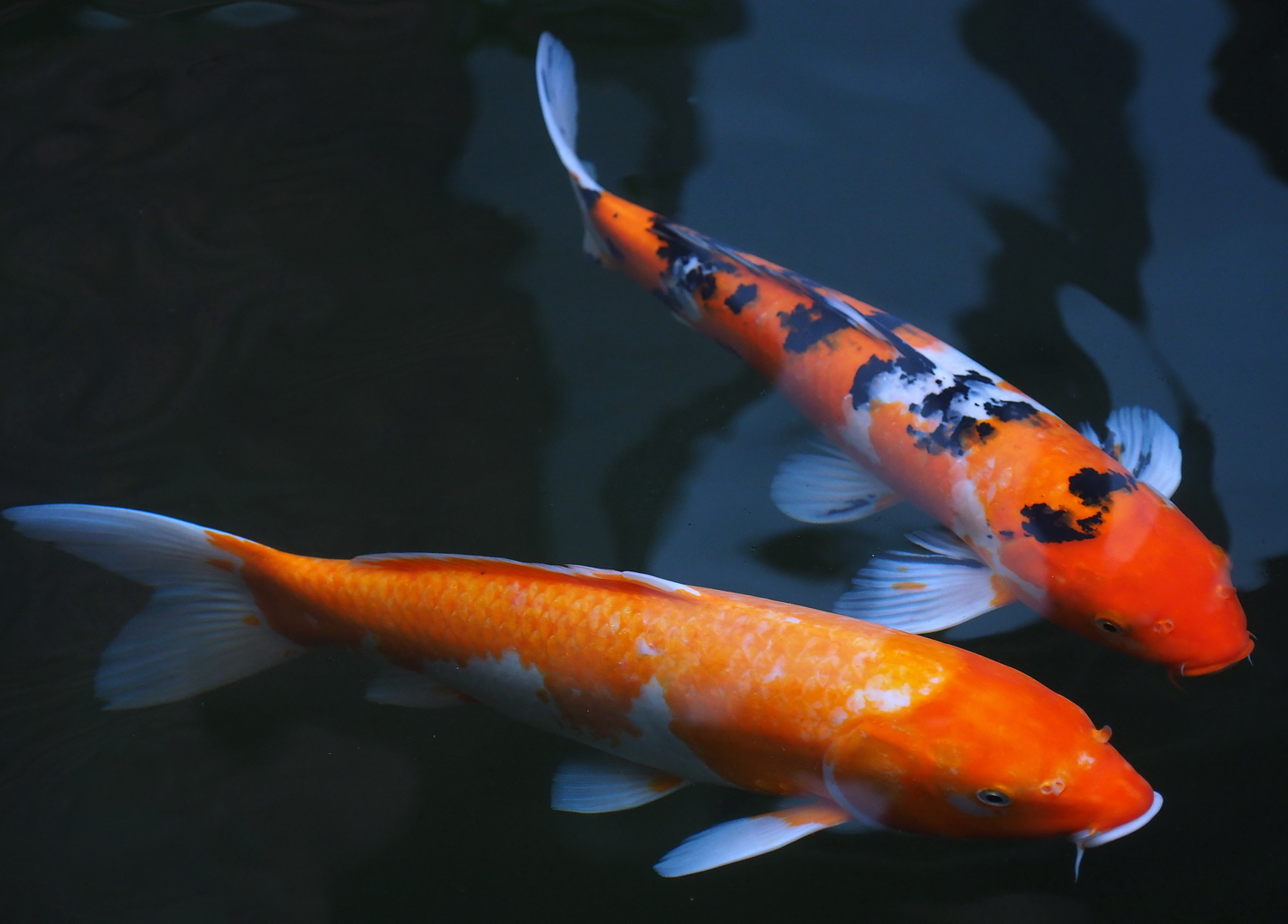 陳永鑑_錦鯉遊緃_20201006r4.jpg