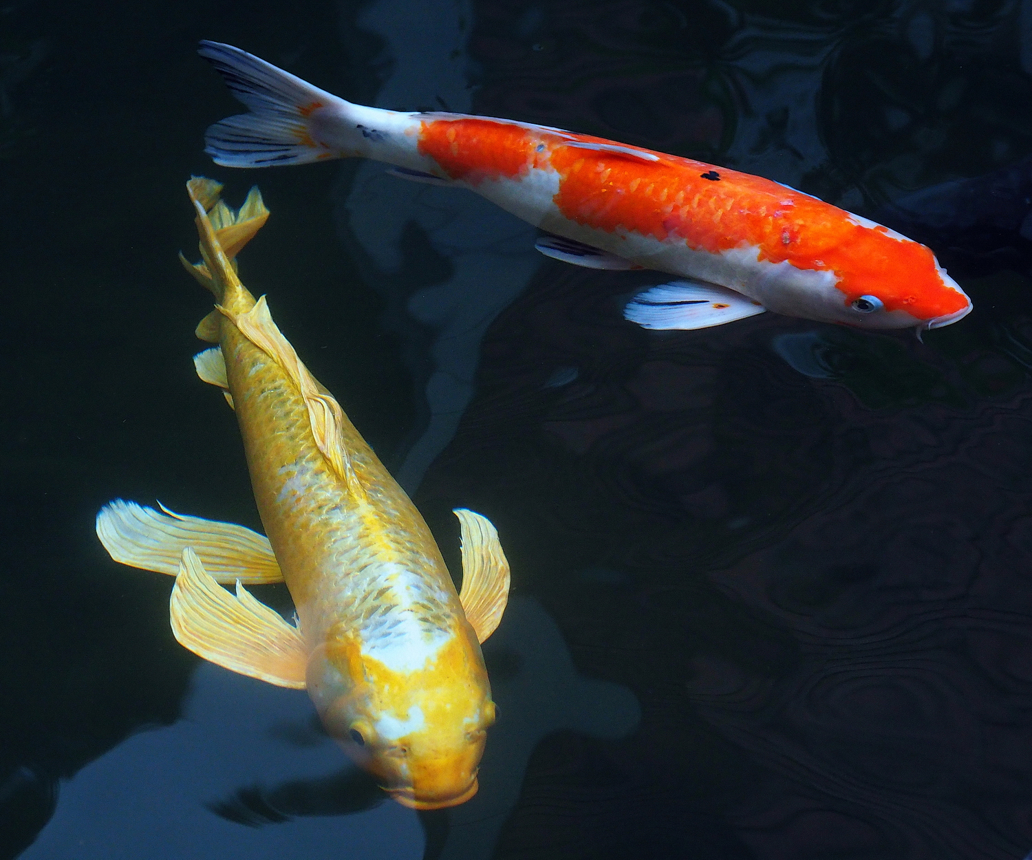 陳永鑑_錦鯉遊緃_20201006r2.jpg