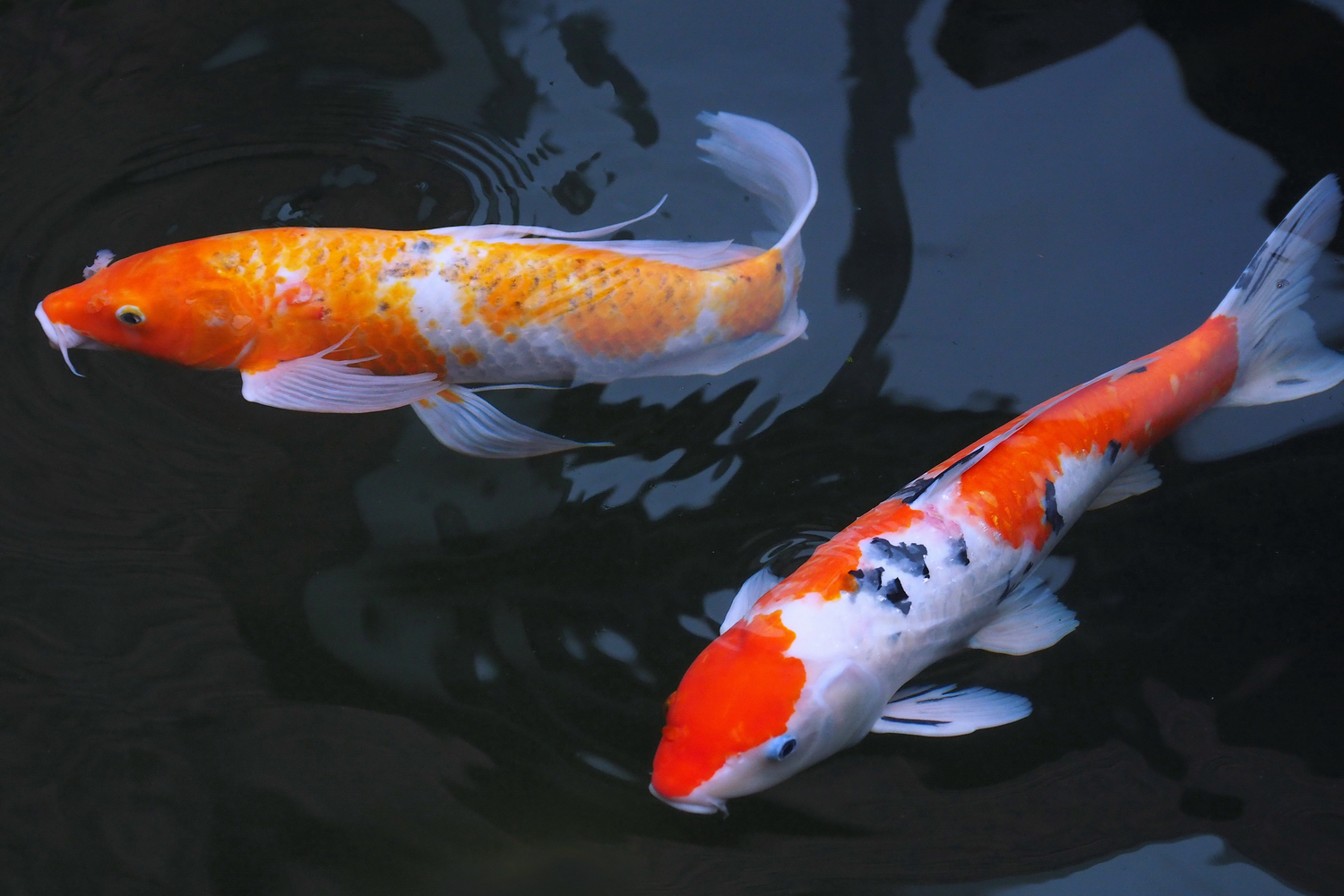 陳永鑑_錦鯉遊緃_20201007c.jpg