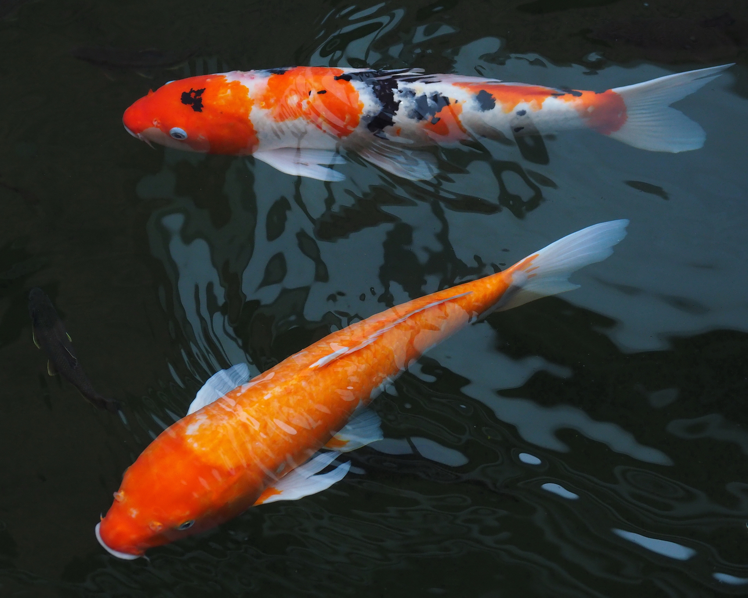 陳永鑑_錦鯉遊緃_20201007b.jpg