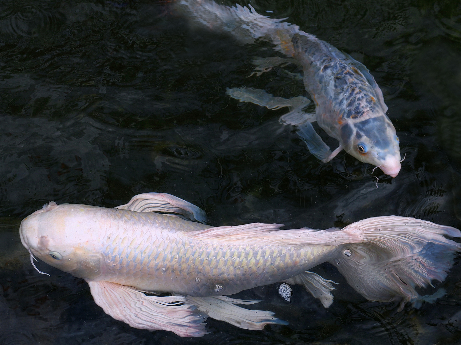 陳永鑑_錦鯉遊緃_20201008e.jpg