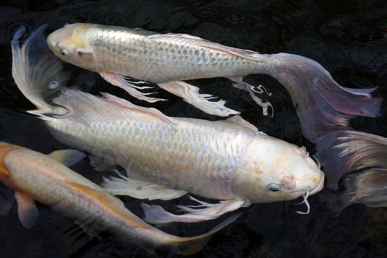 陳永鑑_錦鯉遊緃_20201008c.jpg