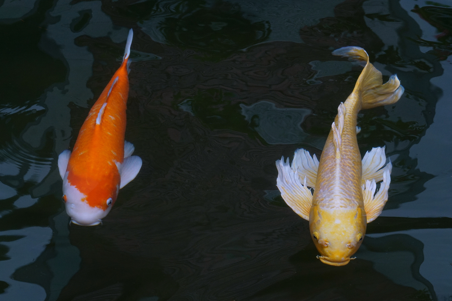 陳永鑑_錦鯉遊緃_20201009l.jpg