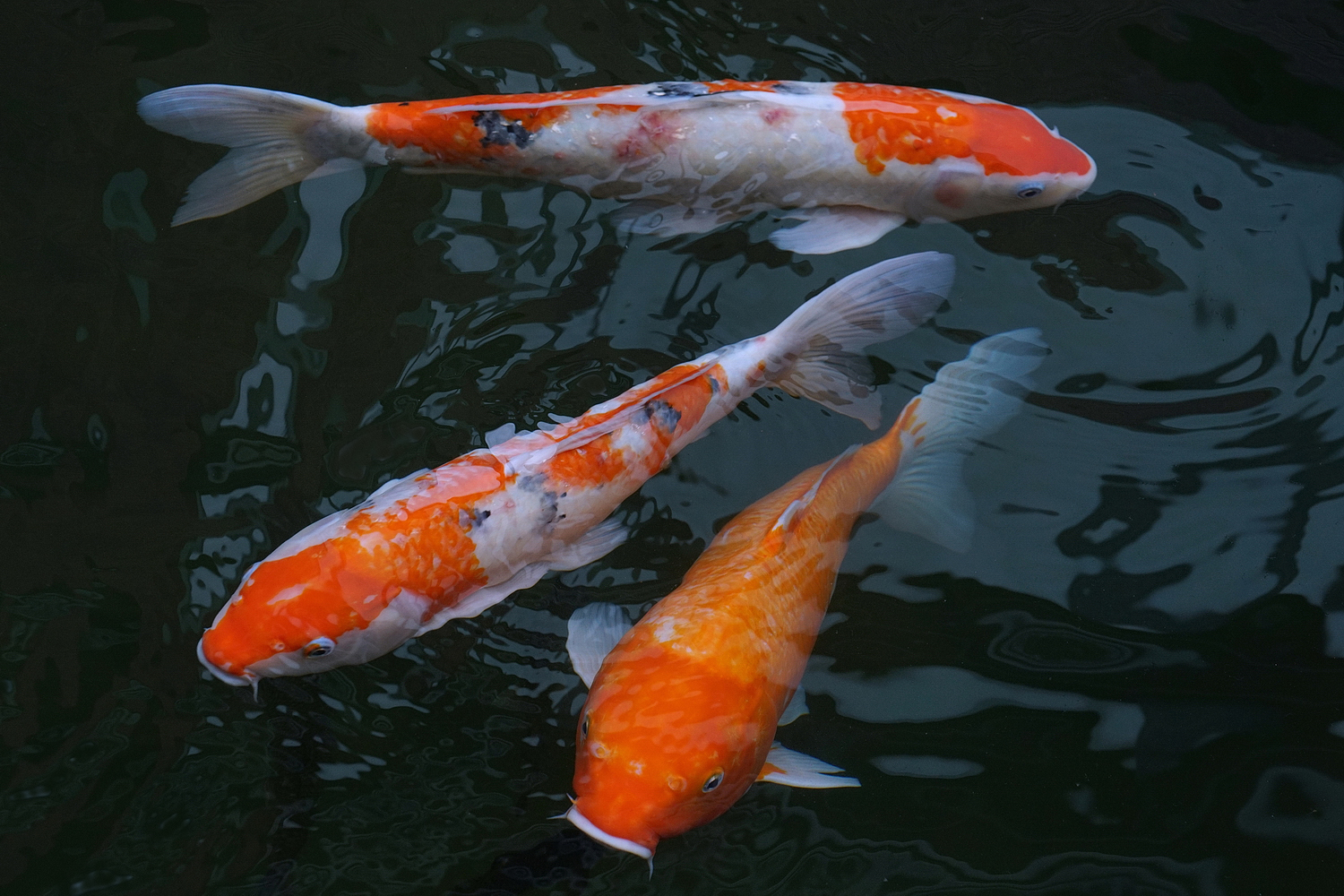 陳永鑑_錦鯉遊緃_20201010d.jpg
