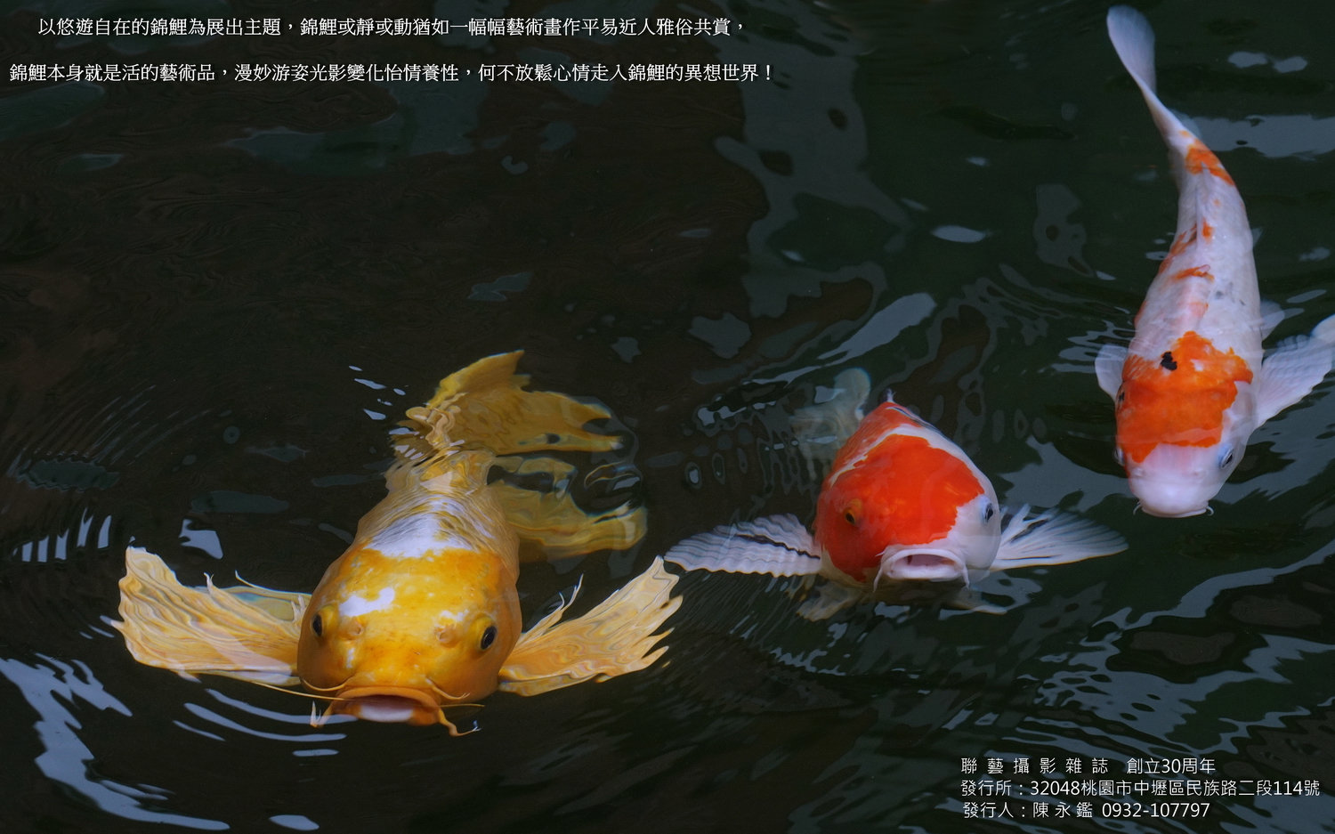 陳老師_錦鯉遊蹤展海報2.jpg