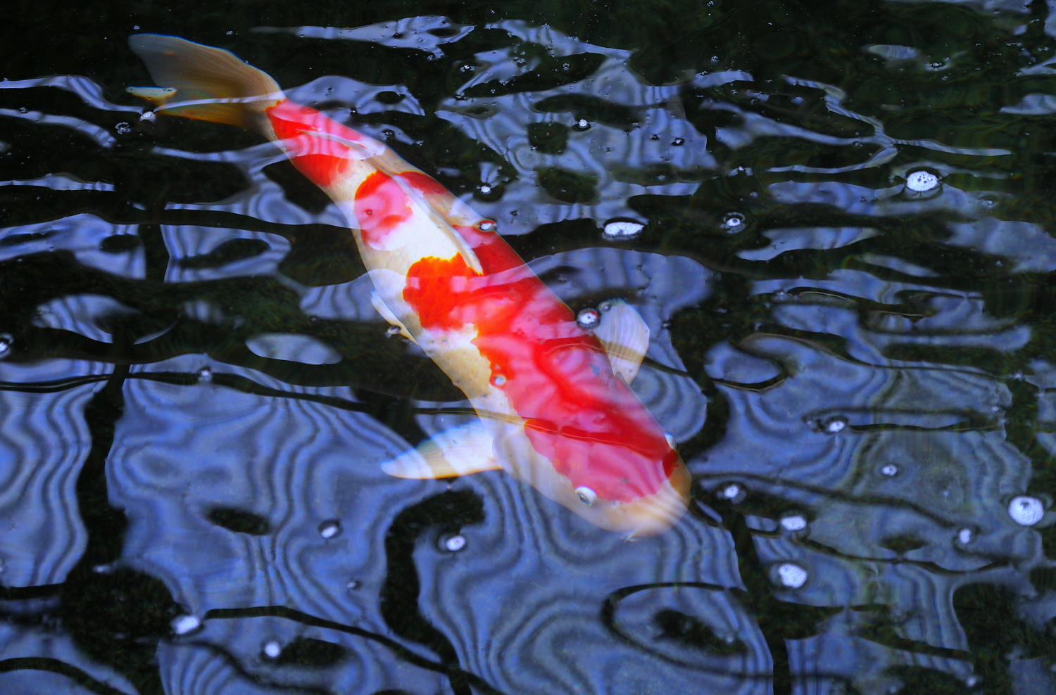 陳永鑑_錦鯉遊緃_20201013b.jpg