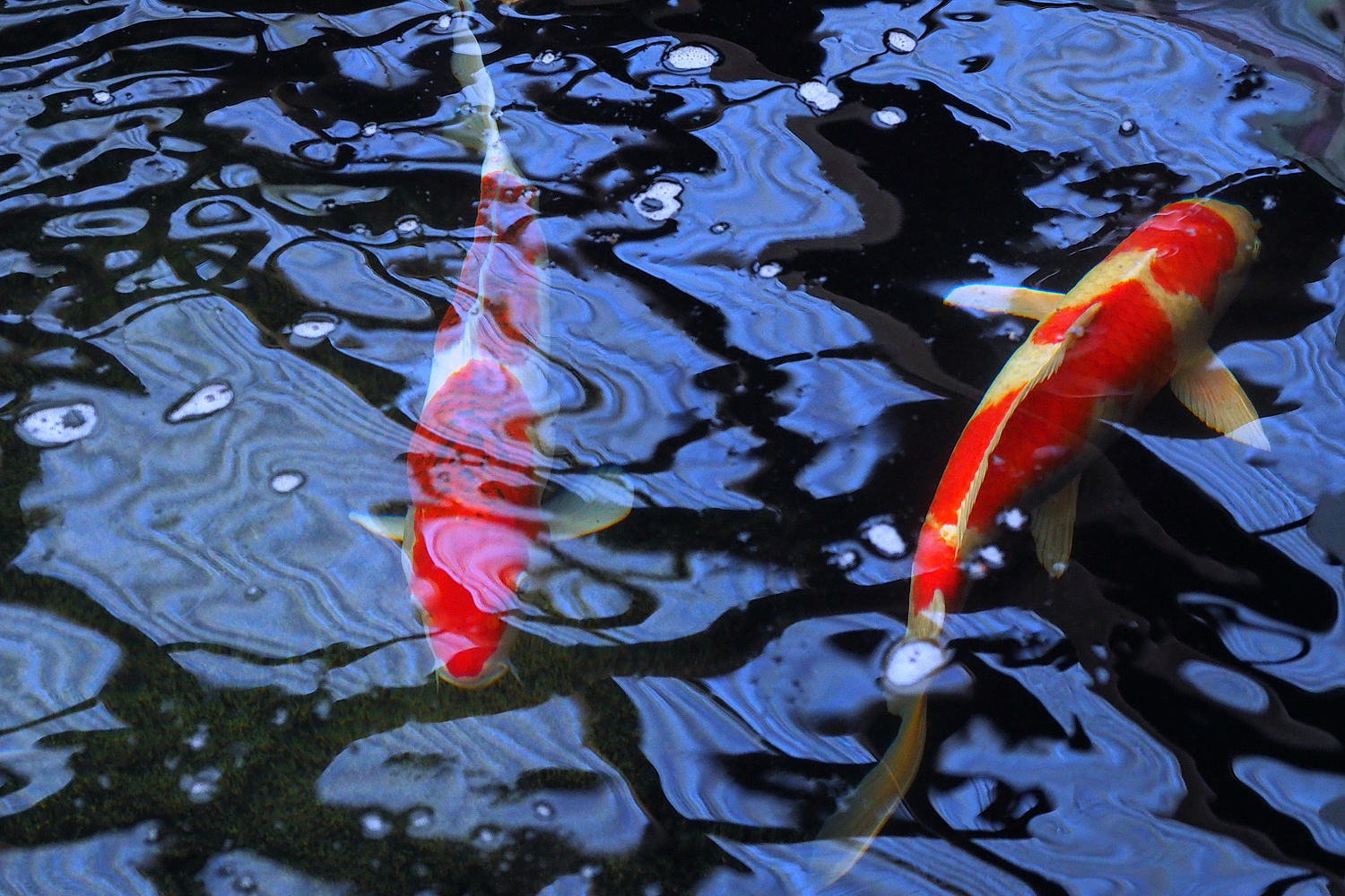 陳永鑑_錦鯉遊緃_20201013k.jpg