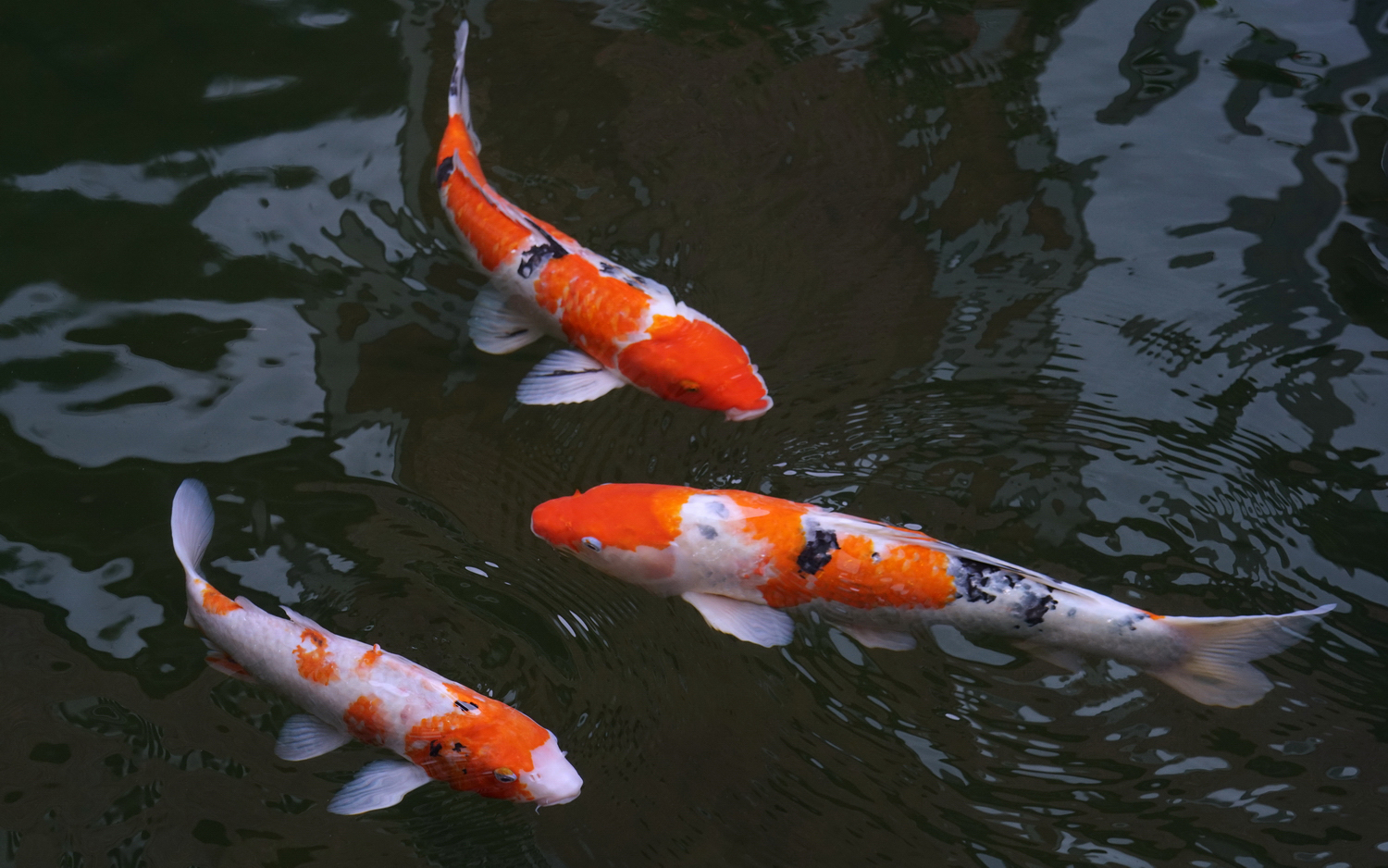 陳永鑑_錦鯉遊緃_20201014h.jpg