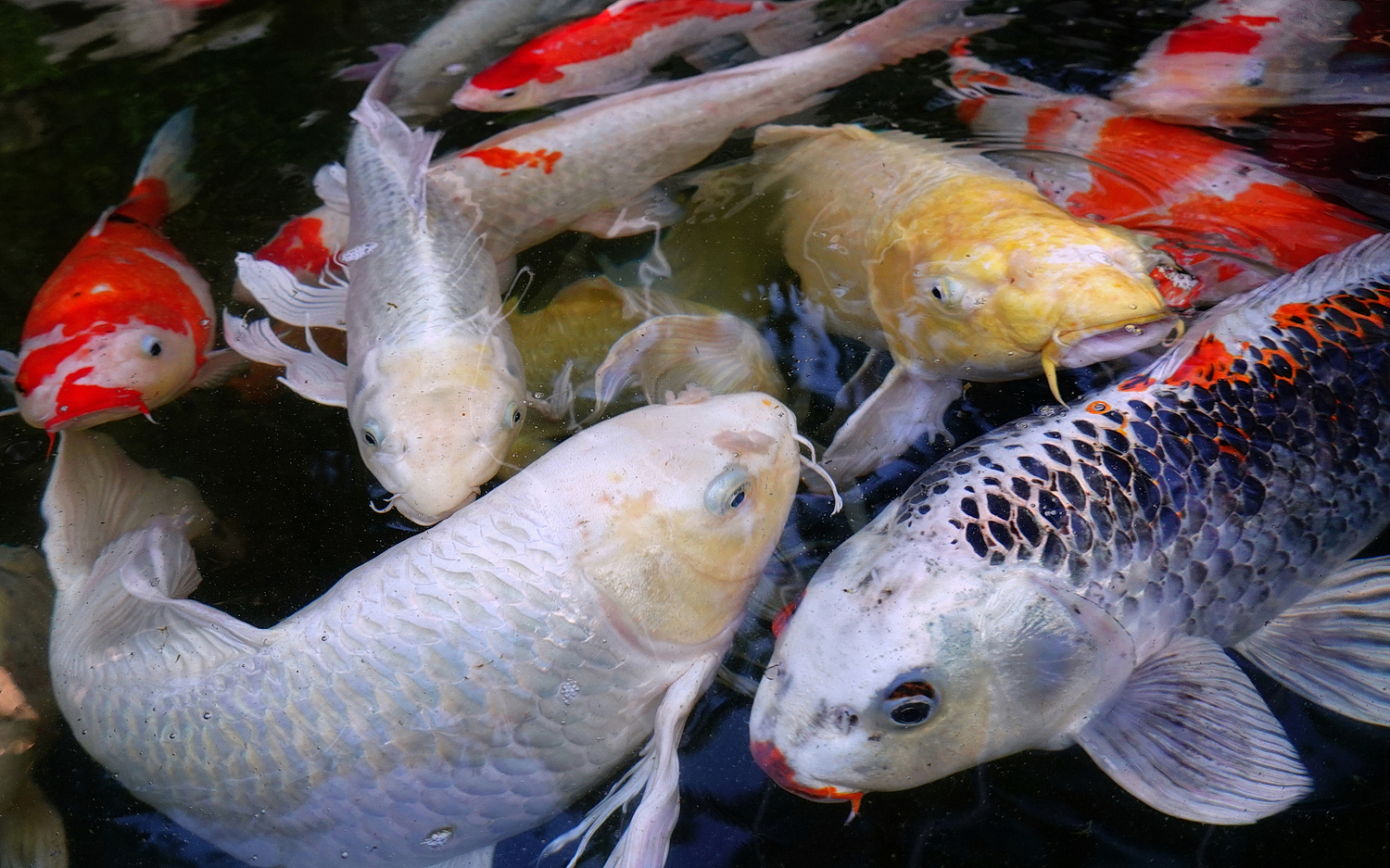 陳永鑑_錦鯉遊緃_20201015h.jpg