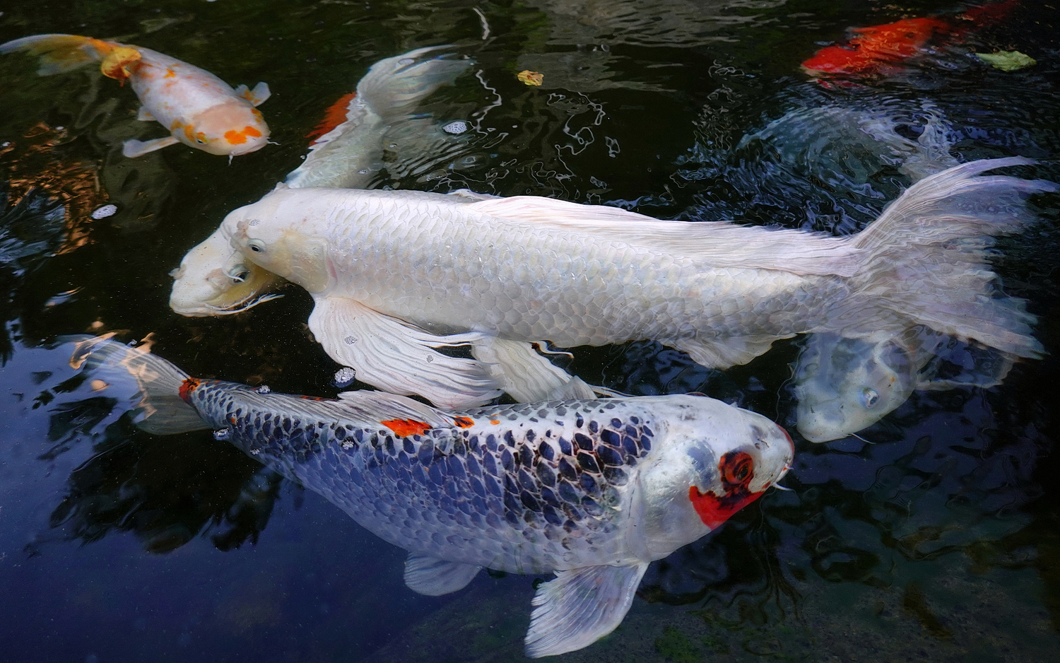 陳永鑑_錦鯉遊緃_20201015f.jpg