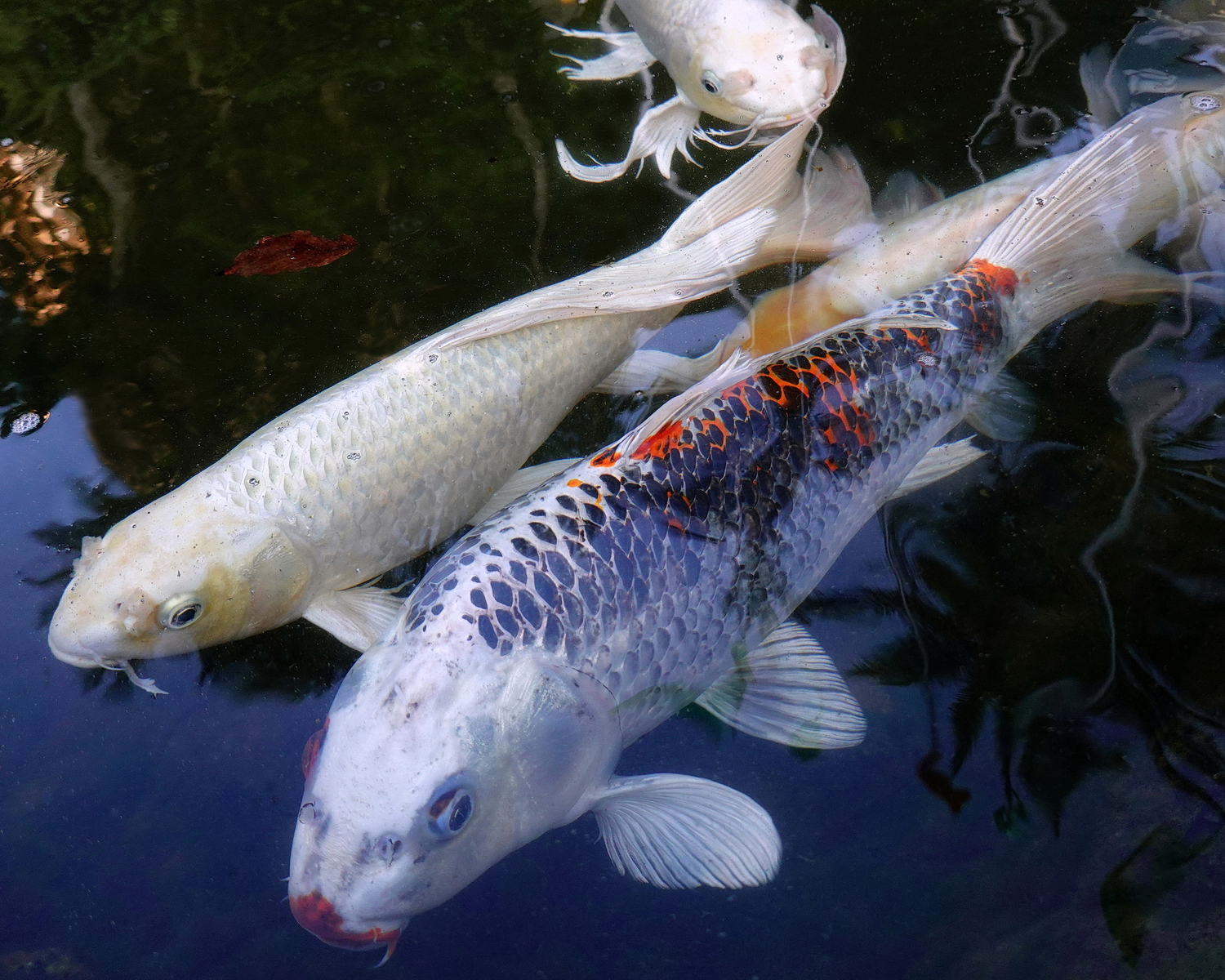 陳永鑑_錦鯉遊緃_20201015d.jpg