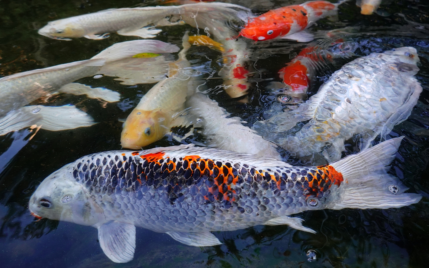 陳永鑑_錦鯉遊緃_20201015c.jpg