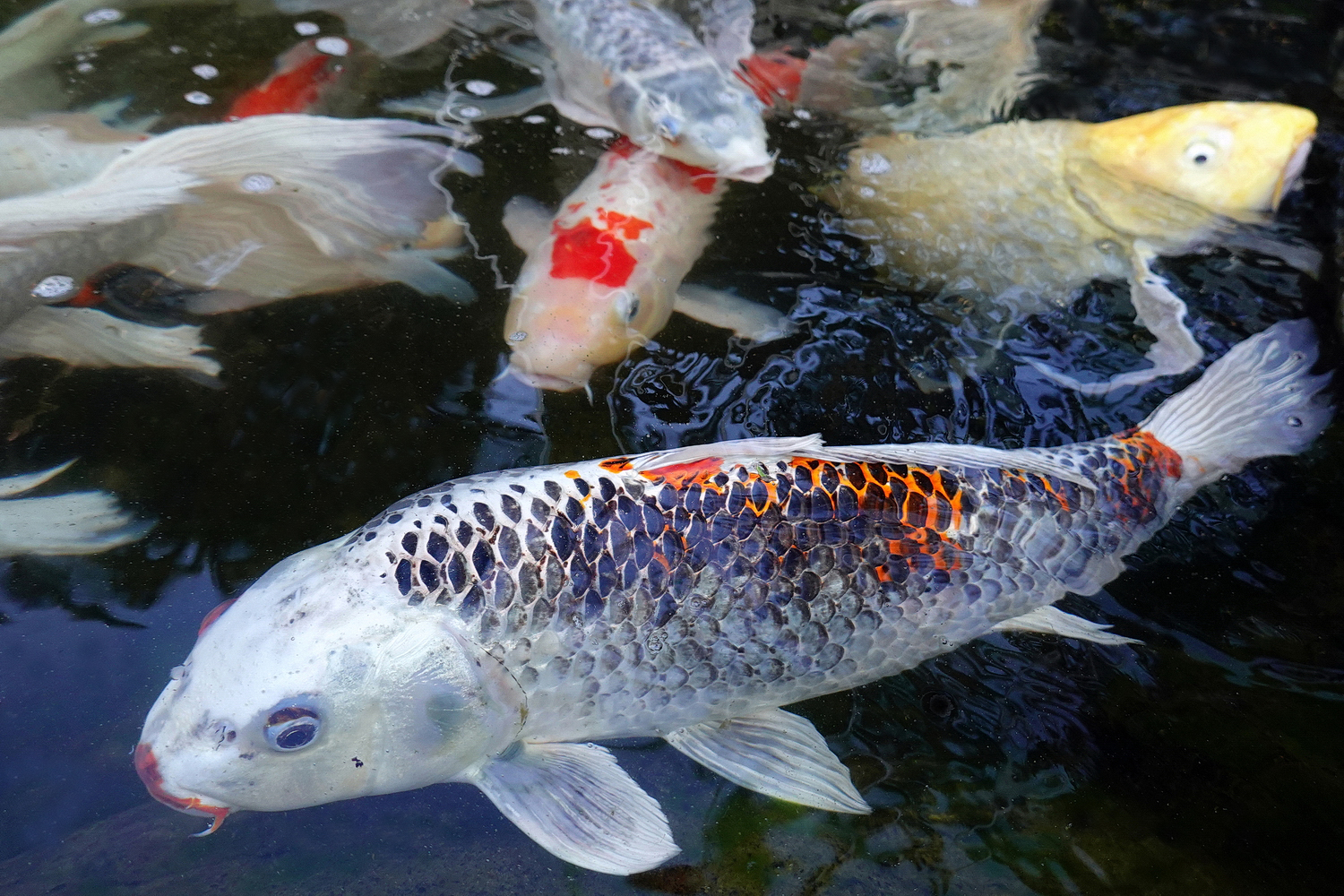 陳永鑑_錦鯉遊緃_20201015b.jpg